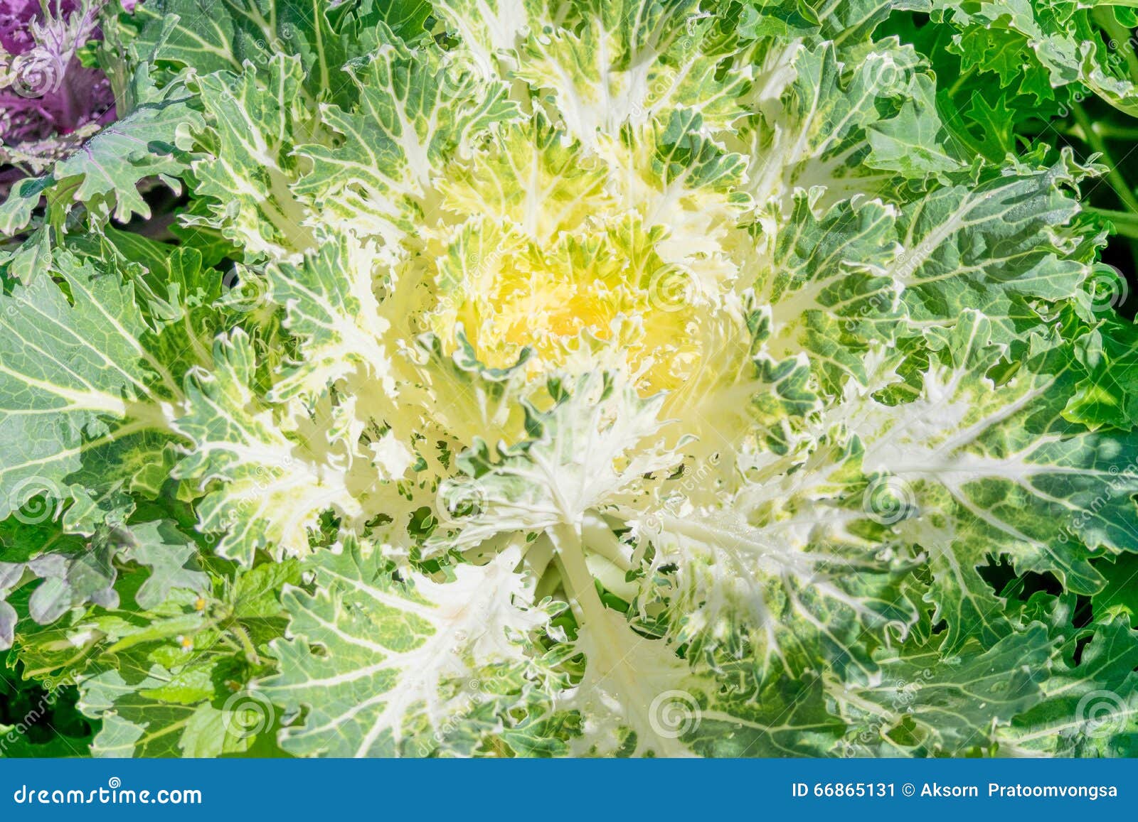 Brassica Hybrid flower stock image. Image of northwest 66865131