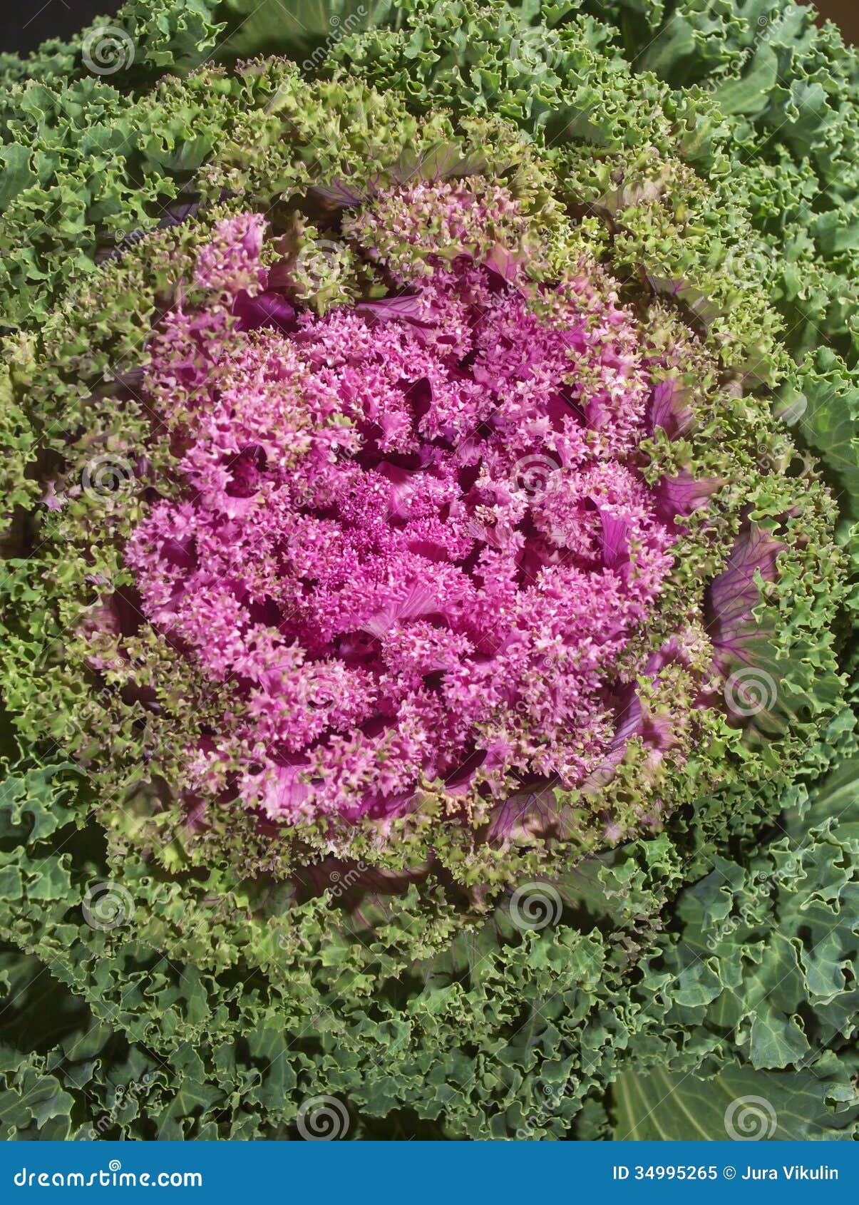 Brassica oleracea image stock. Image du coloré, décoration 34995265