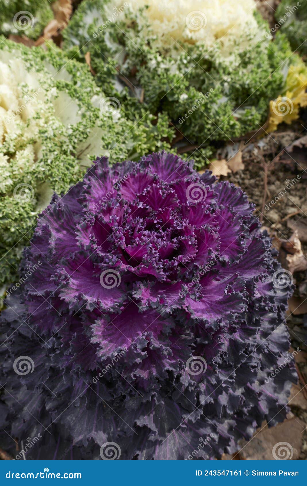 Brassica Oleracea Acephala Plants Stock Image Image of brassica