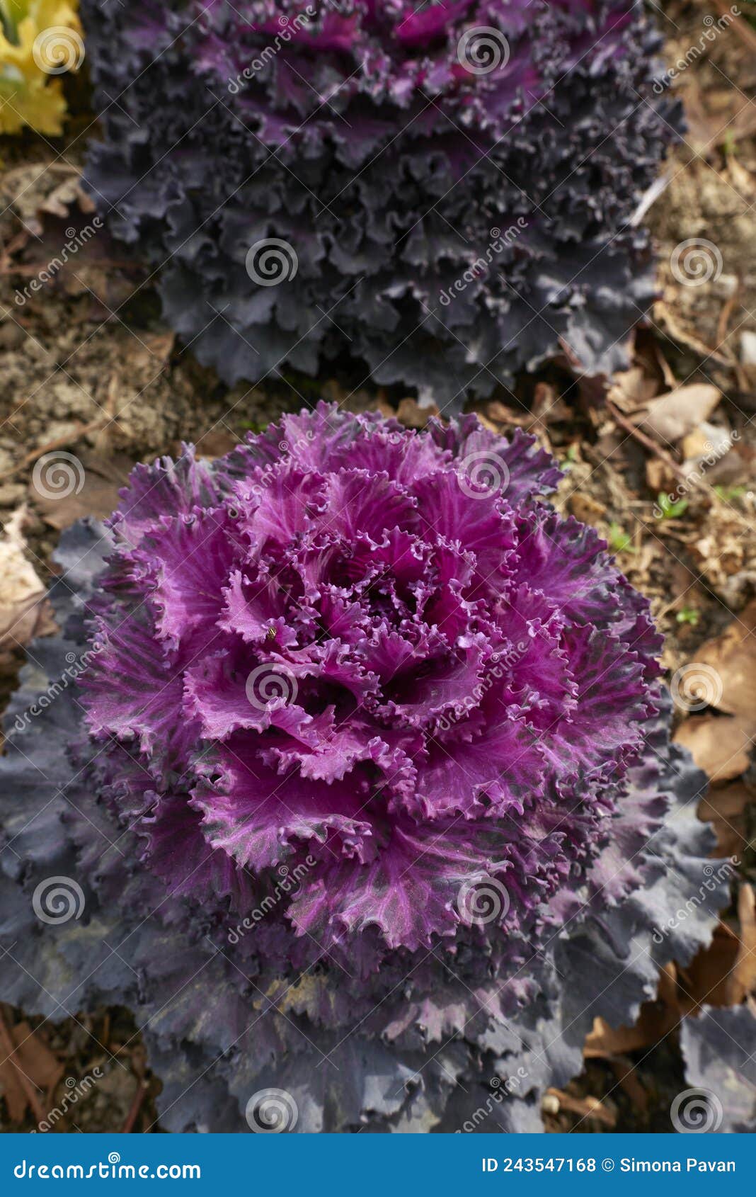 Brassica Oleracea Acephala Plants Stock Photo Image of gardening
