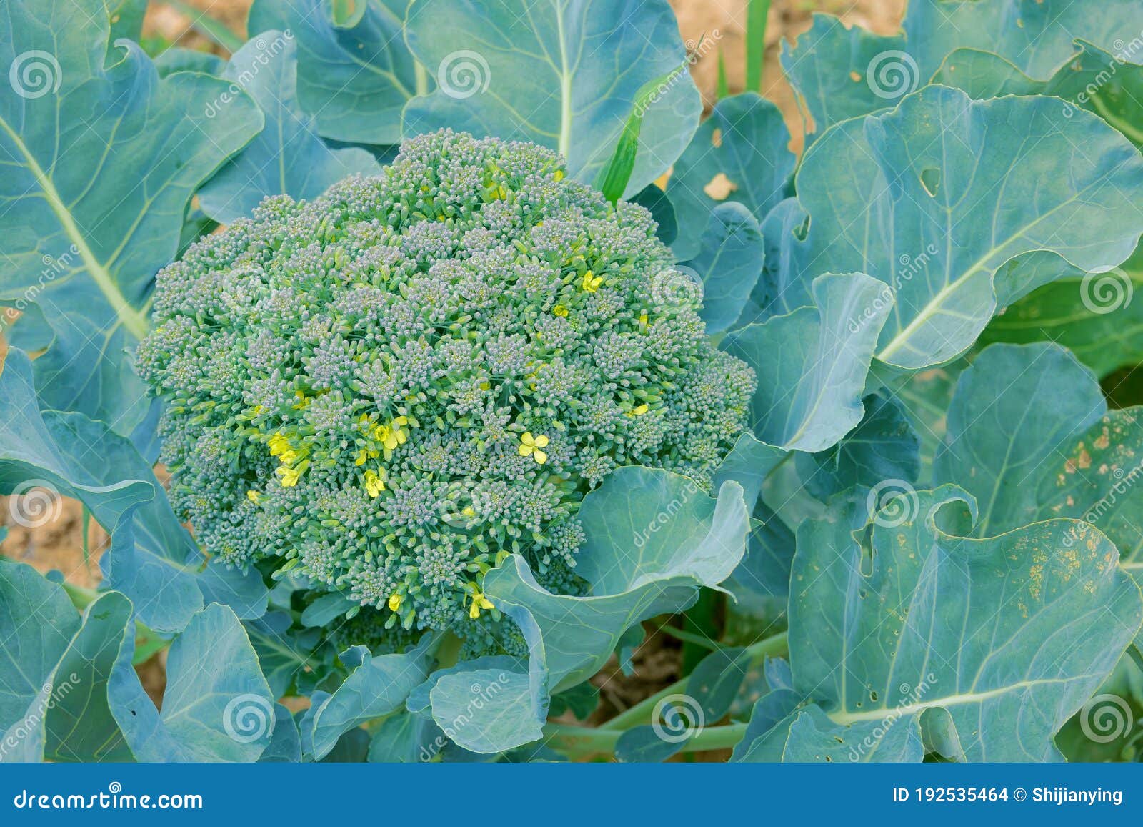 Brassica Oleracea Var Acephala Osaka Red Linnaeus, Cole, Pink Flowering