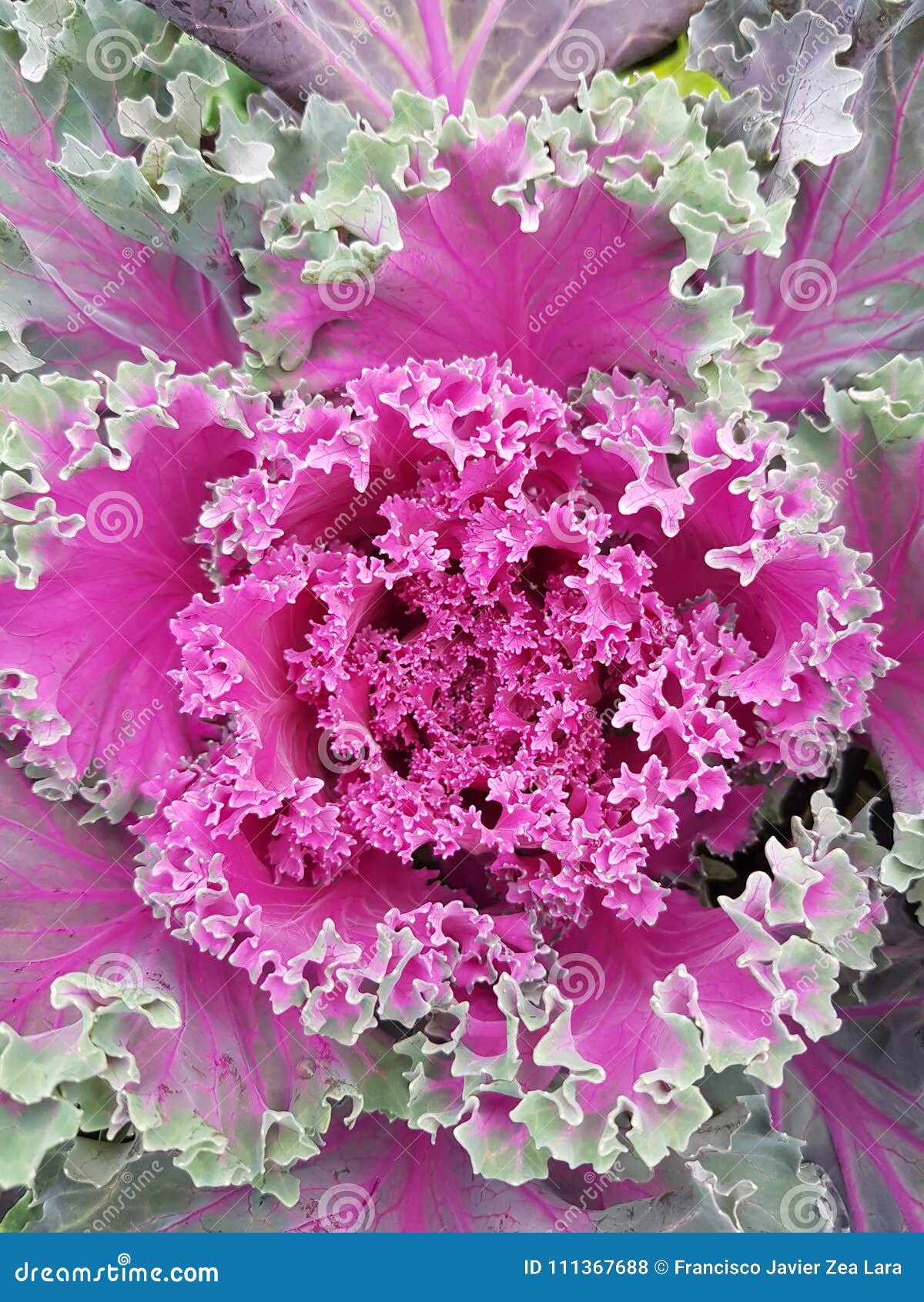 brassica oleracea, decorative plant in green with purple, plant similar to a head of lettuce