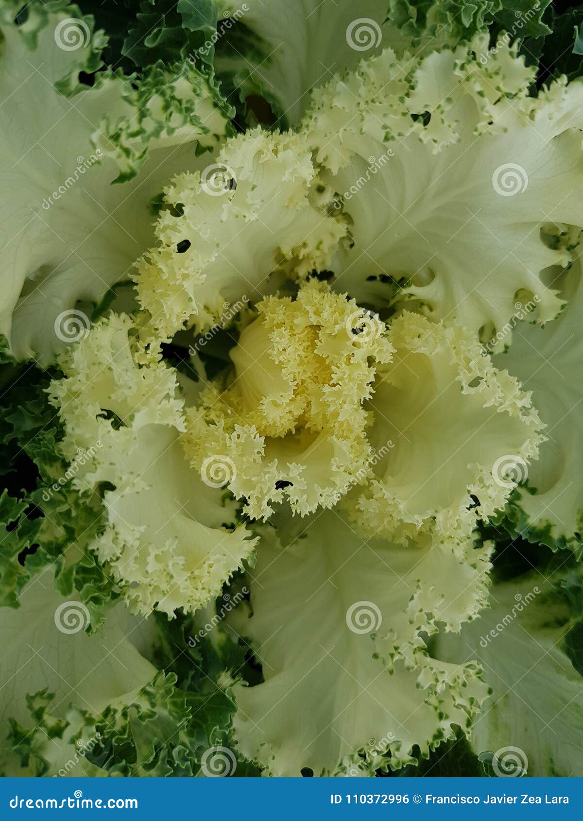 brassica oleracea, decorative plant in green with white