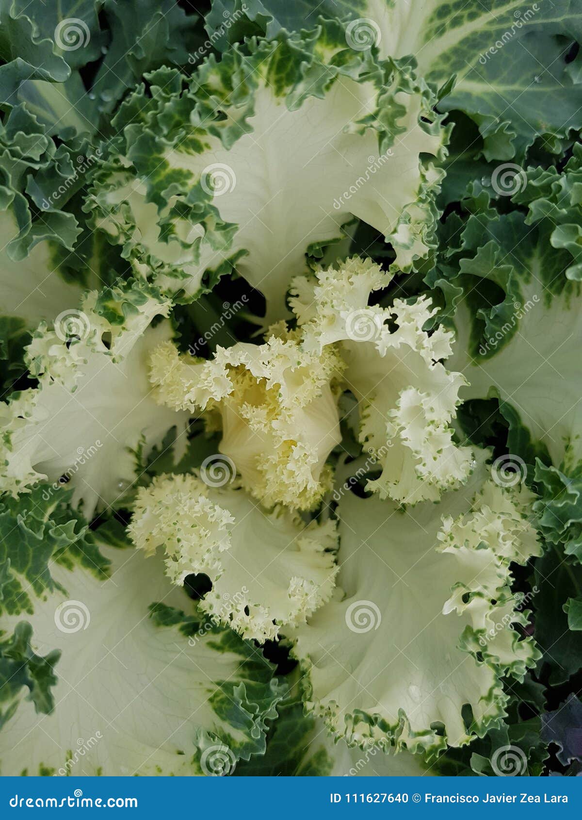 brassica oleracea, decorative plant in green with white