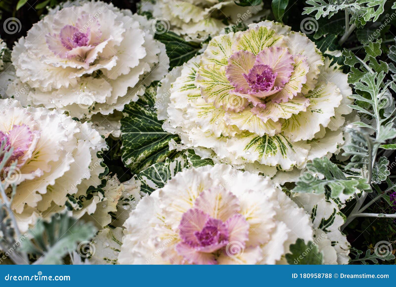 Brassica Oleracea Var Acephala Osaka Red Linnaeus, Cole, Pink Flowering