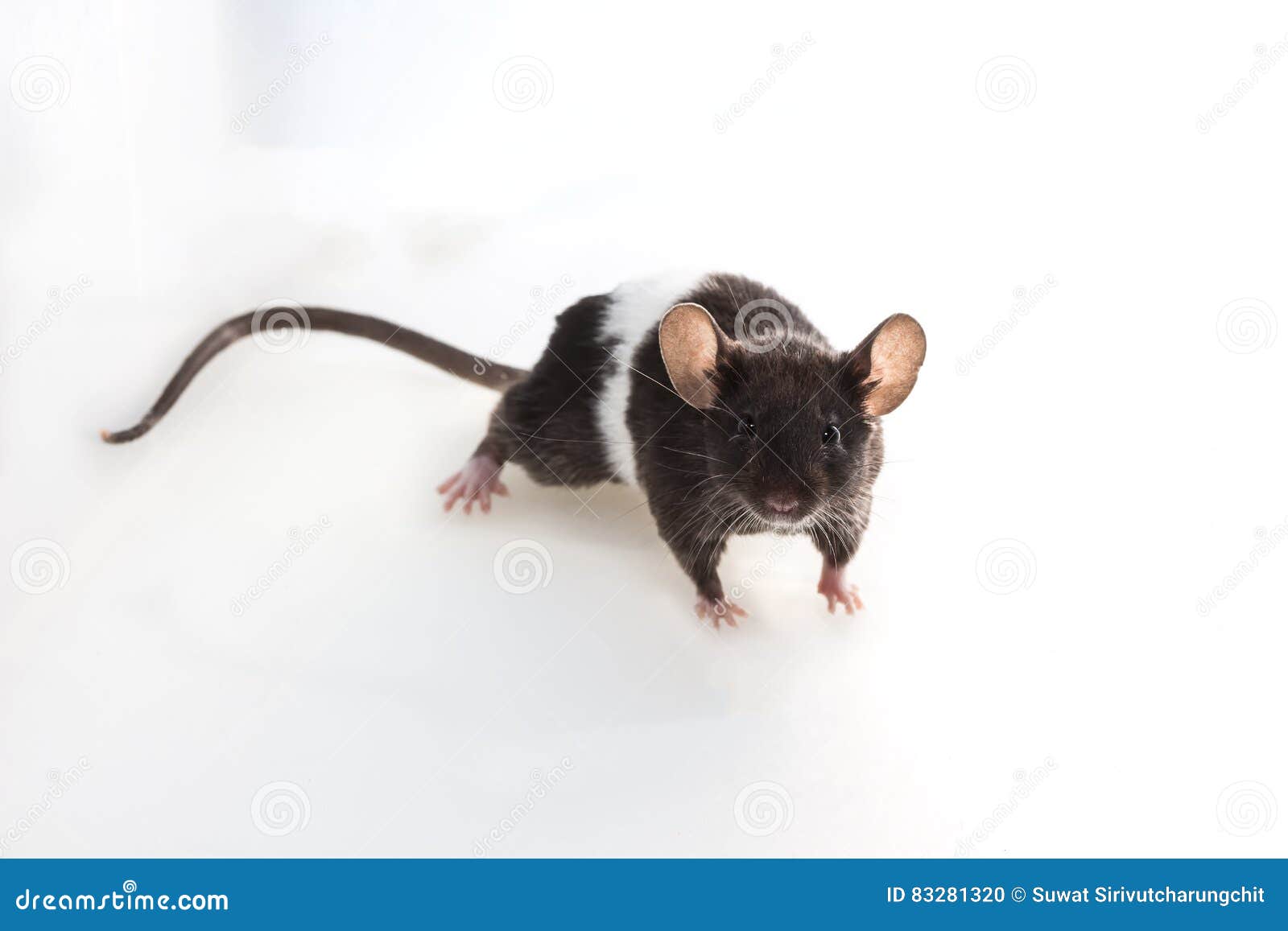 Brattleboro rat , Lab Rat stock photo. Image of mouse 83281320