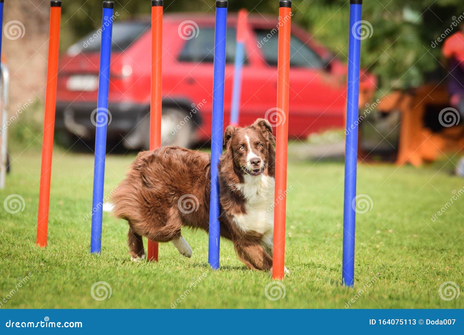 Braun Border Collie Is Running Agility Stock Image Image Of Handler Jack