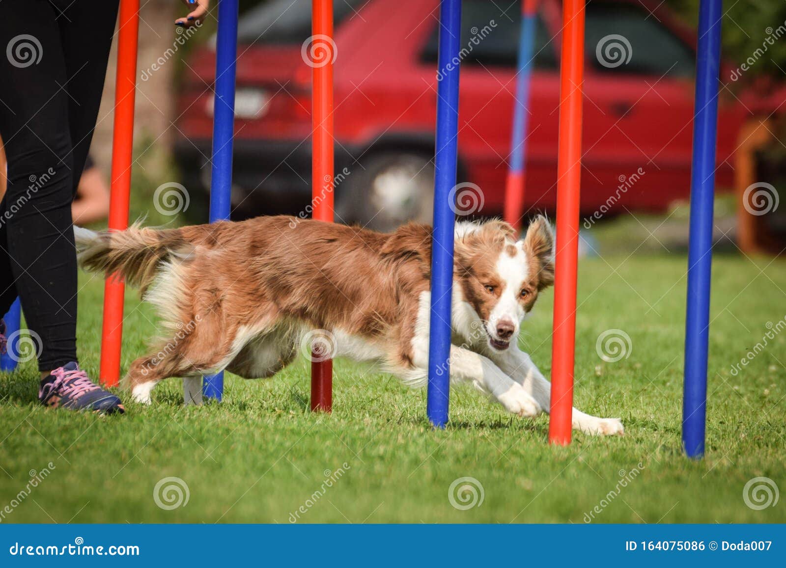 Braun Border Collie Is Running Agility Editorial Photo Image Of Expert Black
