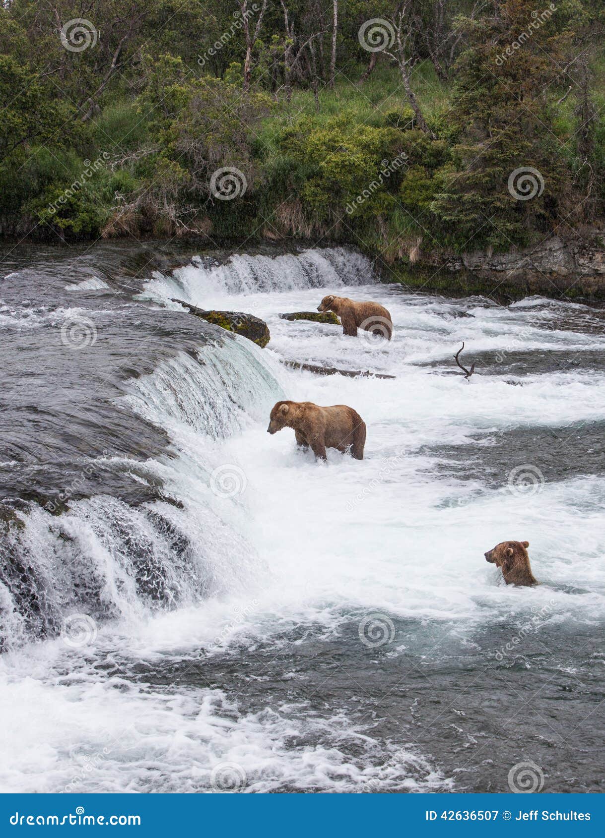 Drei Braunbären an den Bächen fällt in Alaska