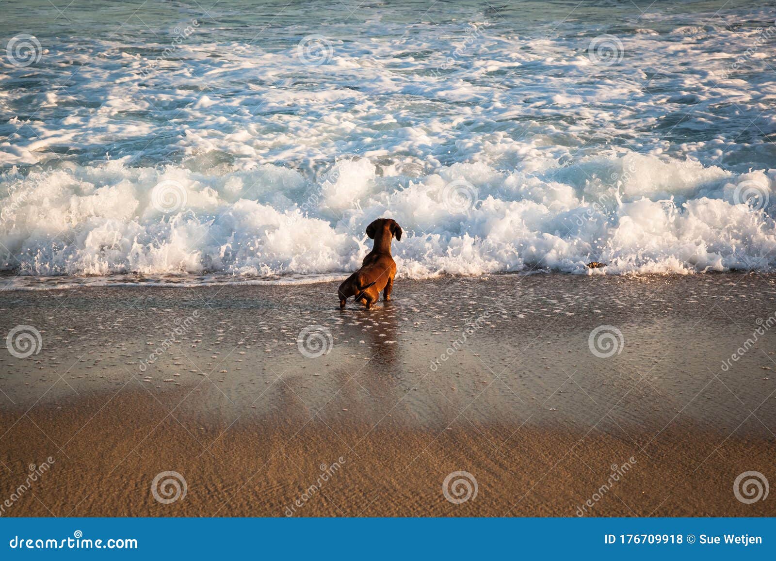 Dachshund Dog Playing with Breaking Waves on a Sunny Beach Stock Photo