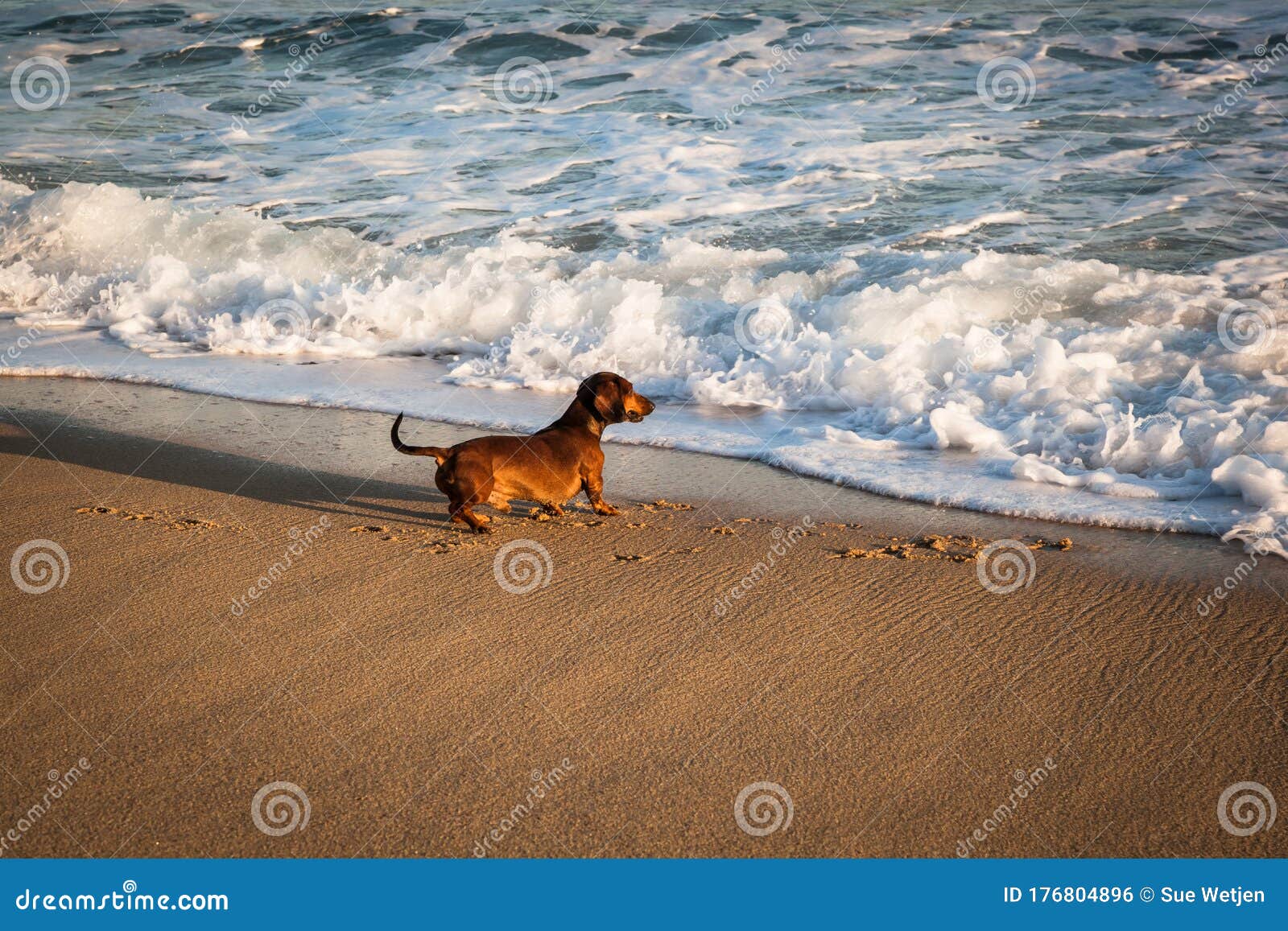 Dachshund Dog Playing with Breaking Waves on a Sunny Beach Stock Photo