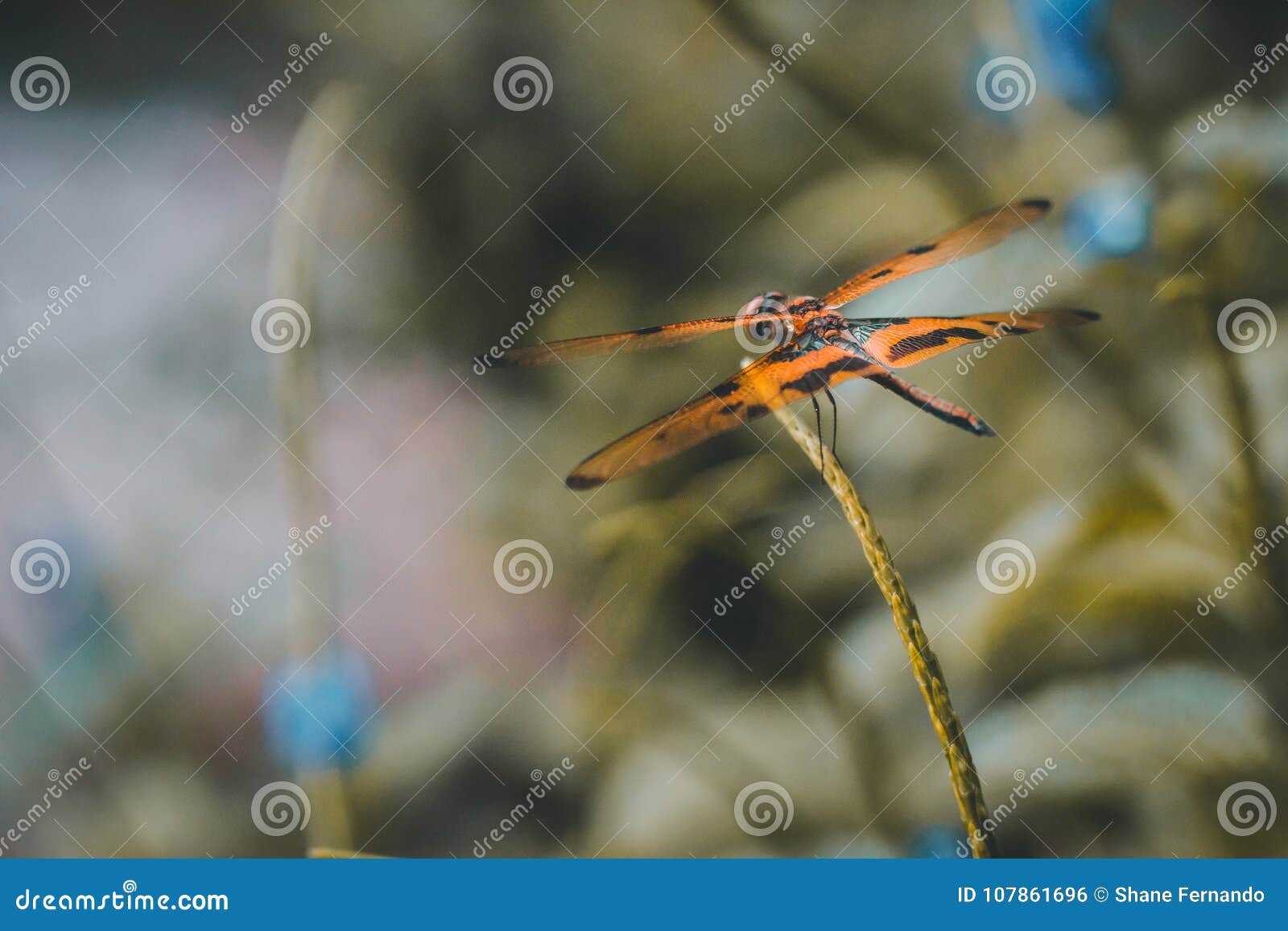 the brave dramatic dragonfly