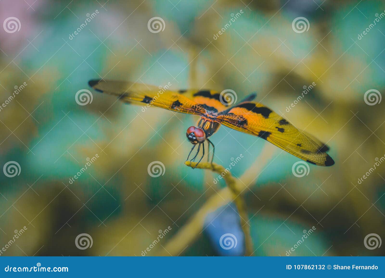 the brave dramatic dragonfly