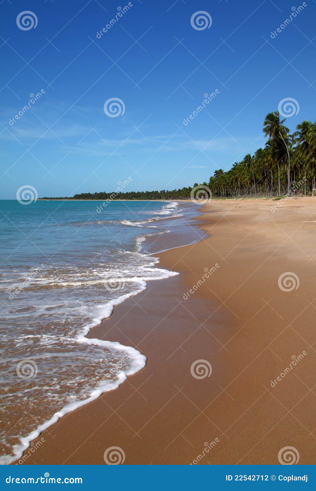 brazil alagoas maceio deserted palm lined beach