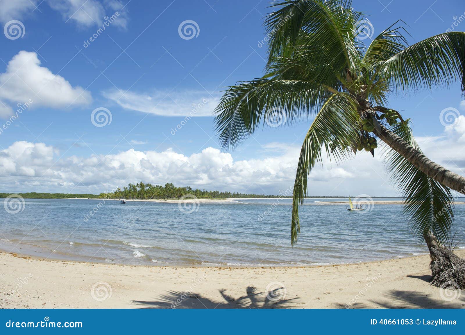 brazil beach palm tree nordeste bahia