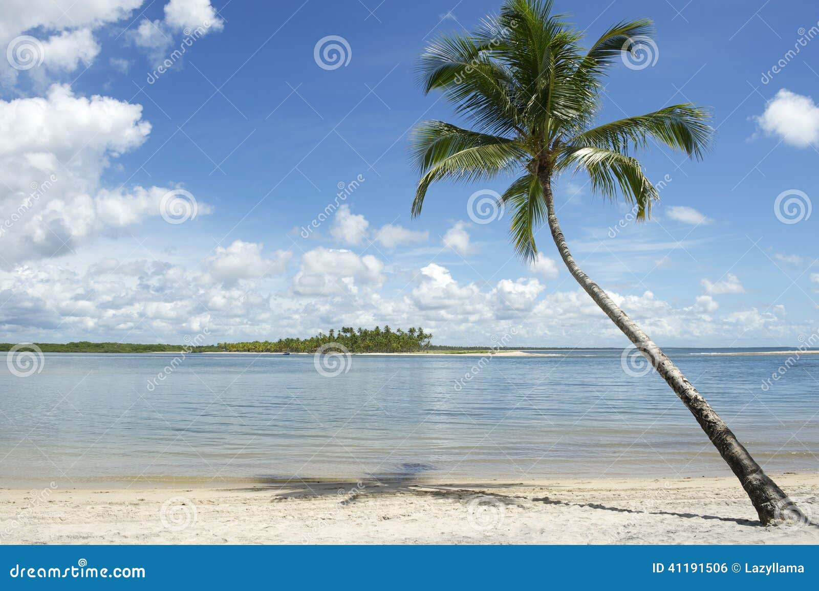 brazil beach palm tree nordeste bahia