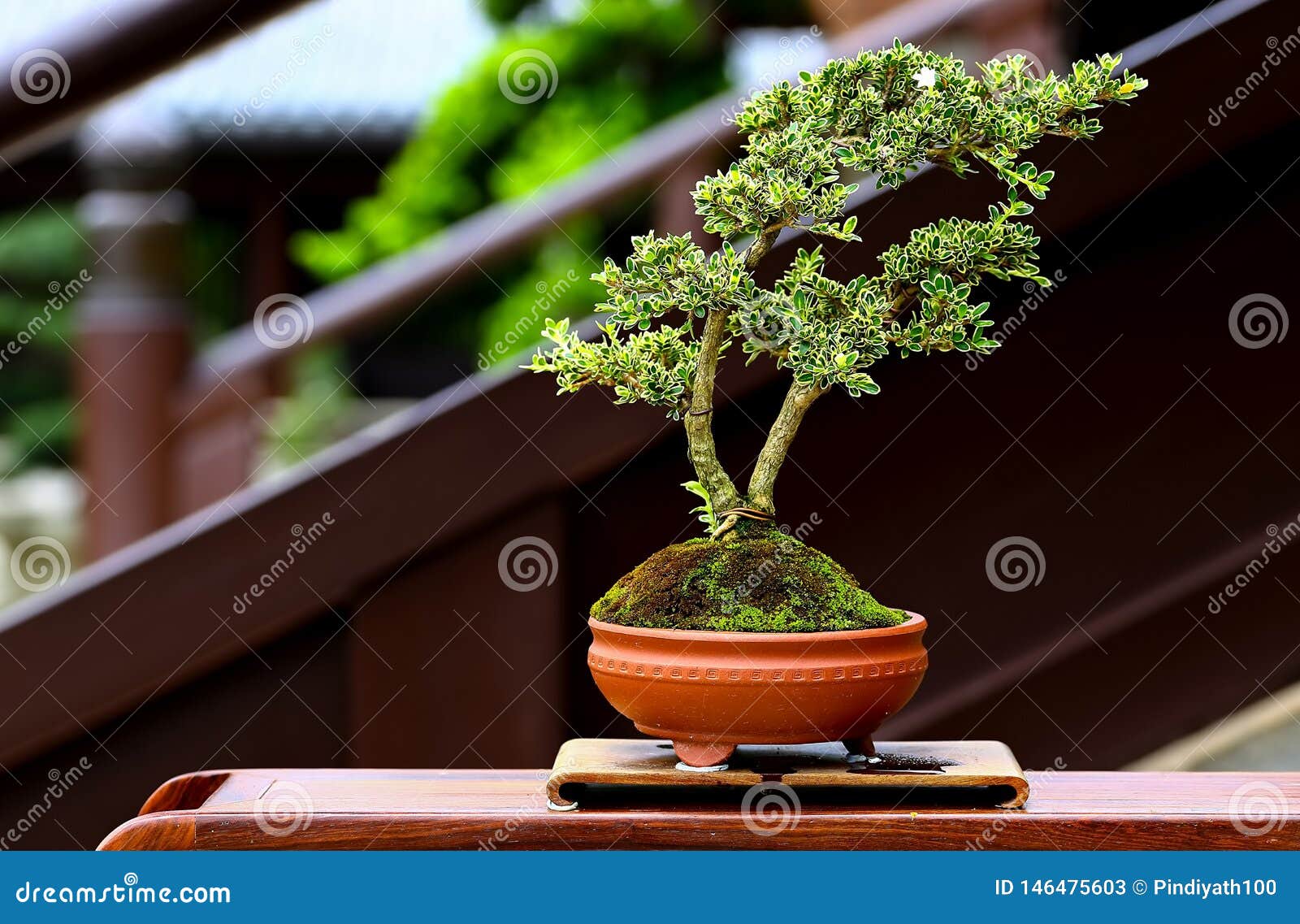 Brazil Bougainvillea Miniature Bonsai Plant Stock Image - Image of miniature,  beautiful: 146475603
