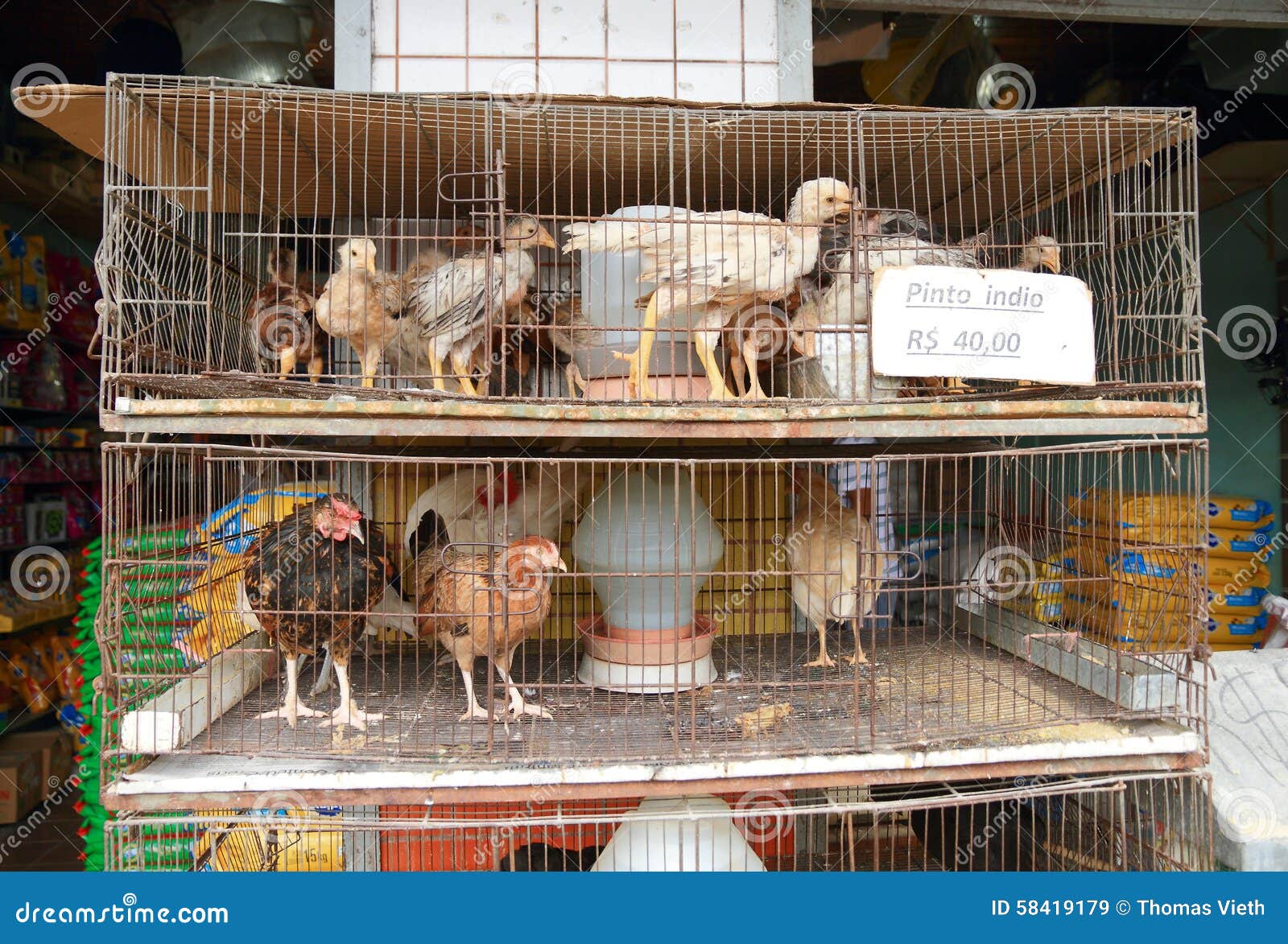 brazil, manaus: chickens for sale