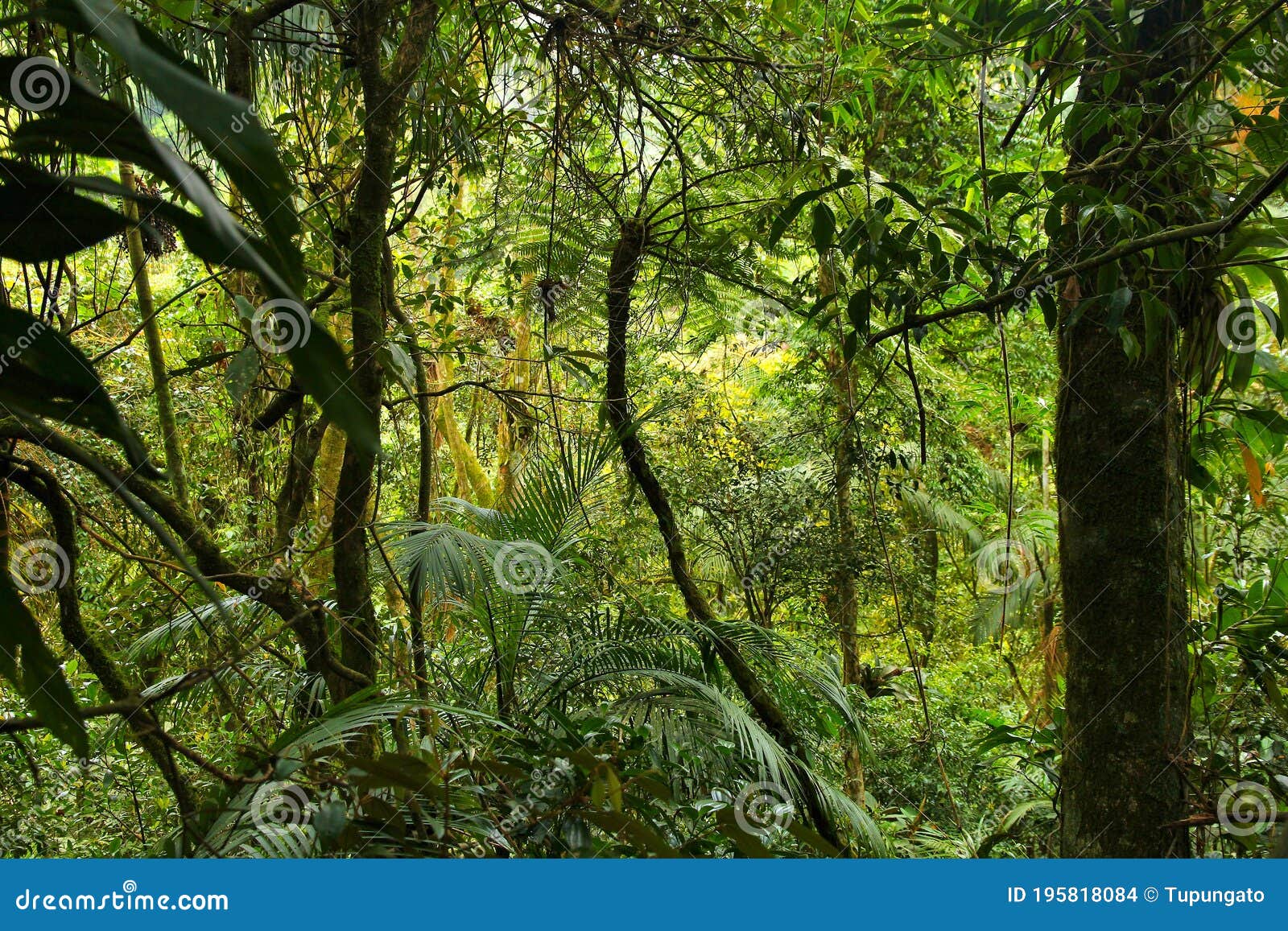 brazil mata atlantica rainforest