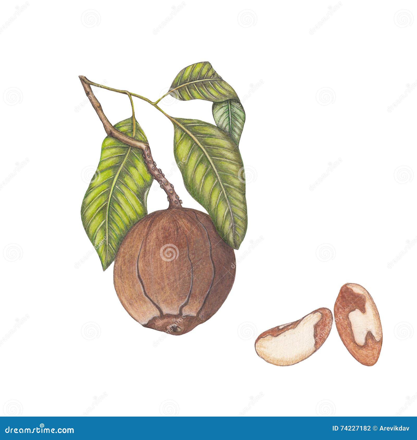 Brazil nuts stock illustration. Illustration of restaurant 74227182