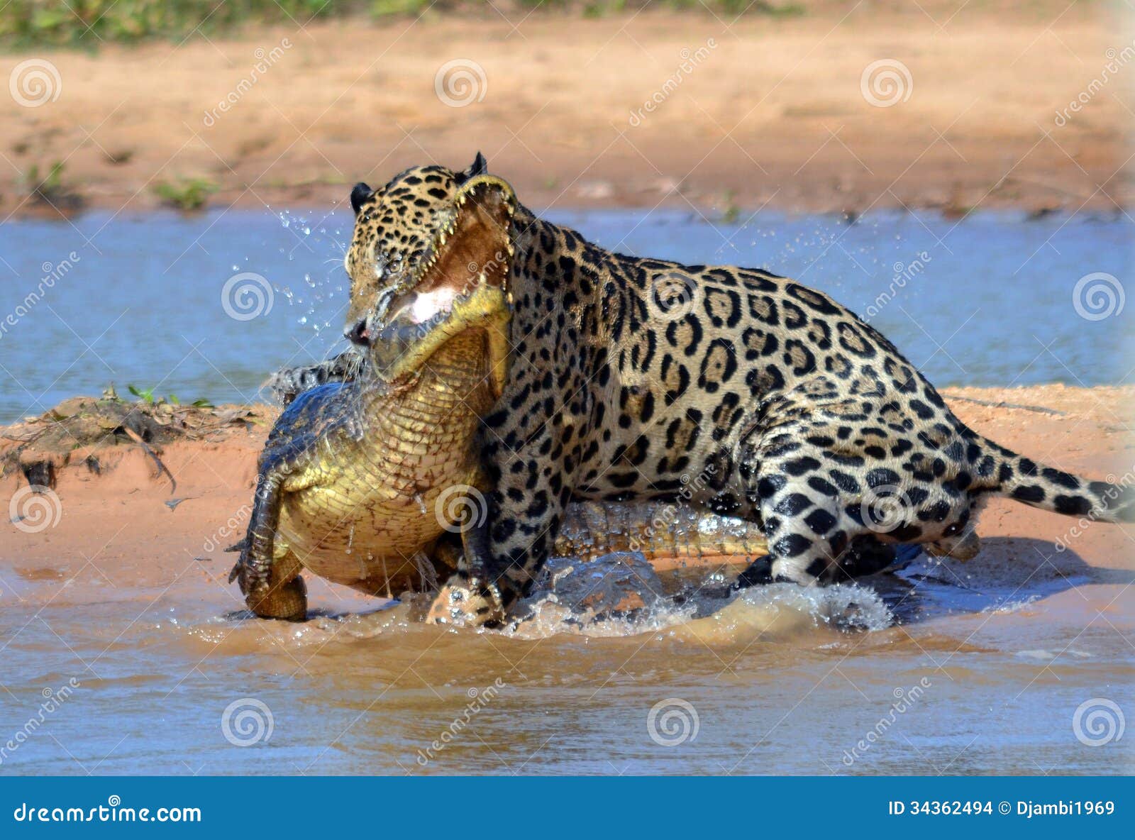 brazil pantanal