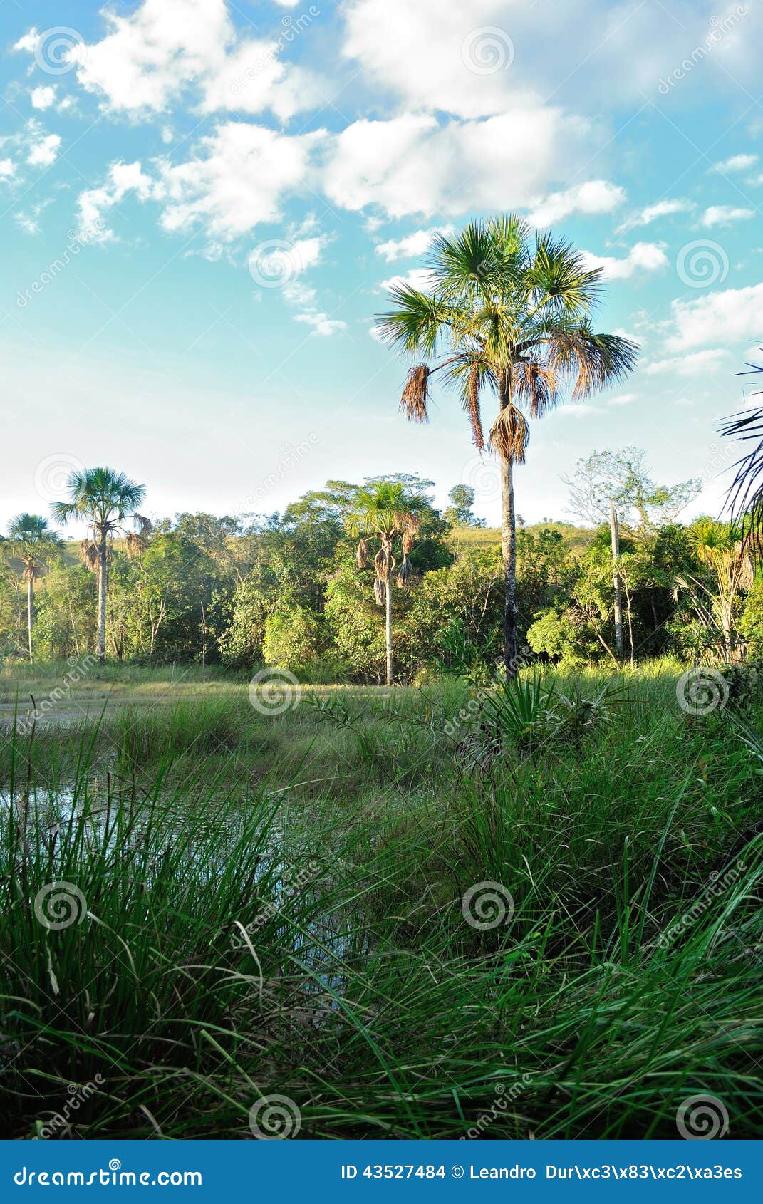 Brazil vegetation stock photo. Image of tree, park, landscape - 43527484