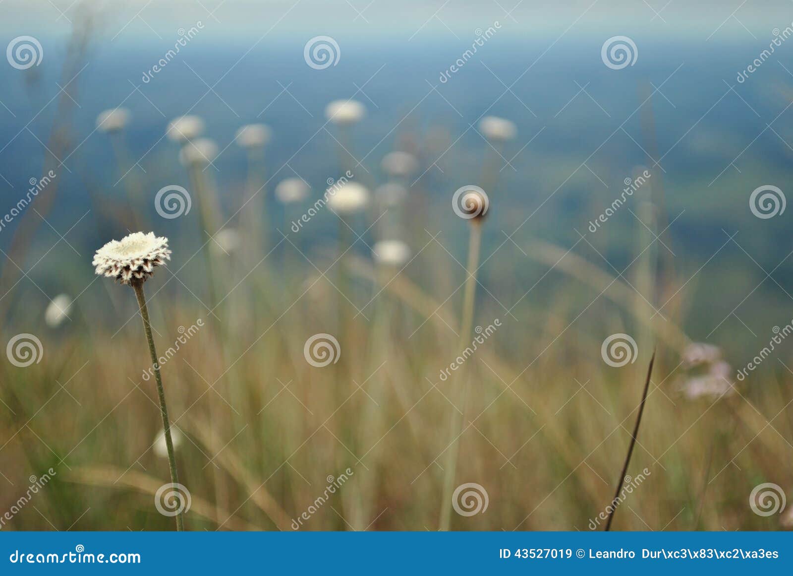 Brazil vegetation stock image. Image of wildflower, dandelion - 43527019