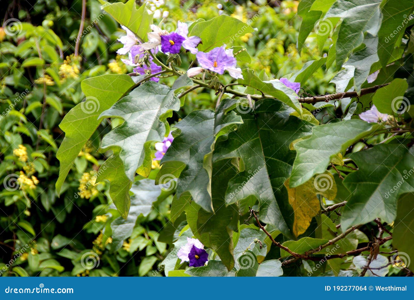 brazilean potato tree, solanum wrightii