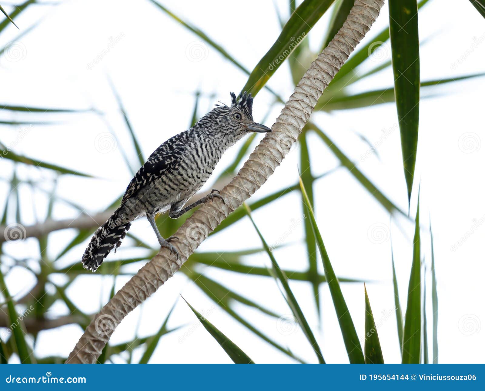 barred antshrike