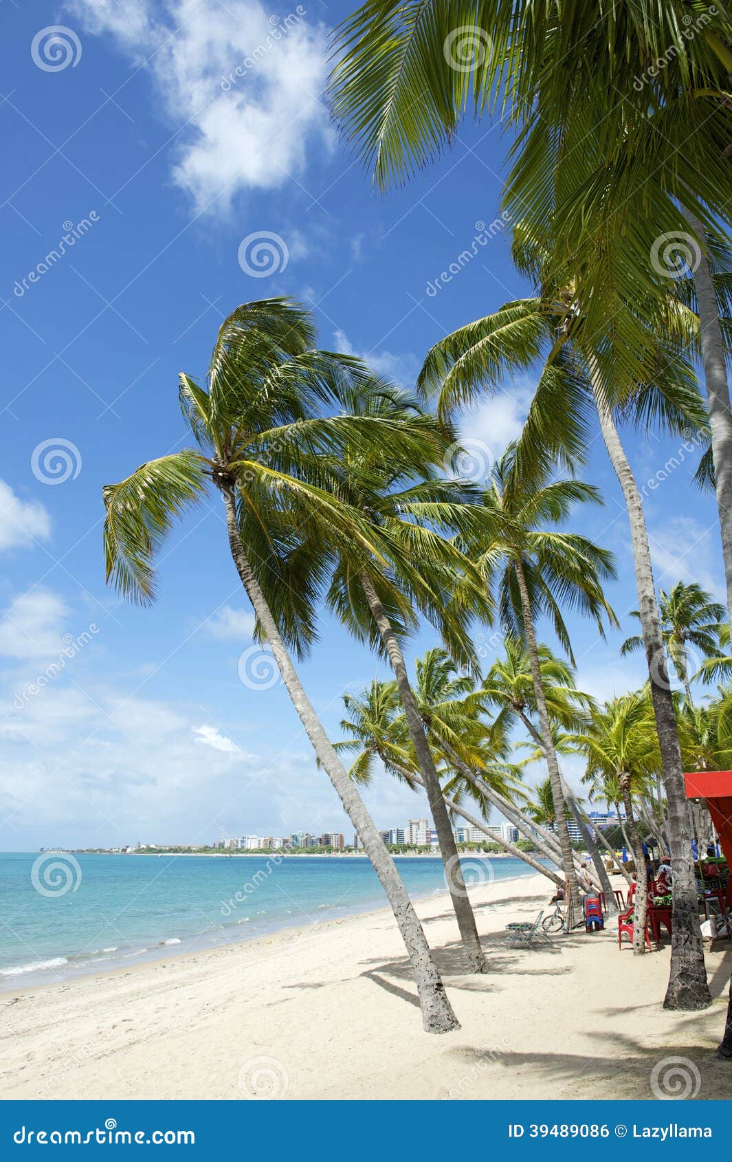 brazilian beach palm trees maceio nordeste brazil
