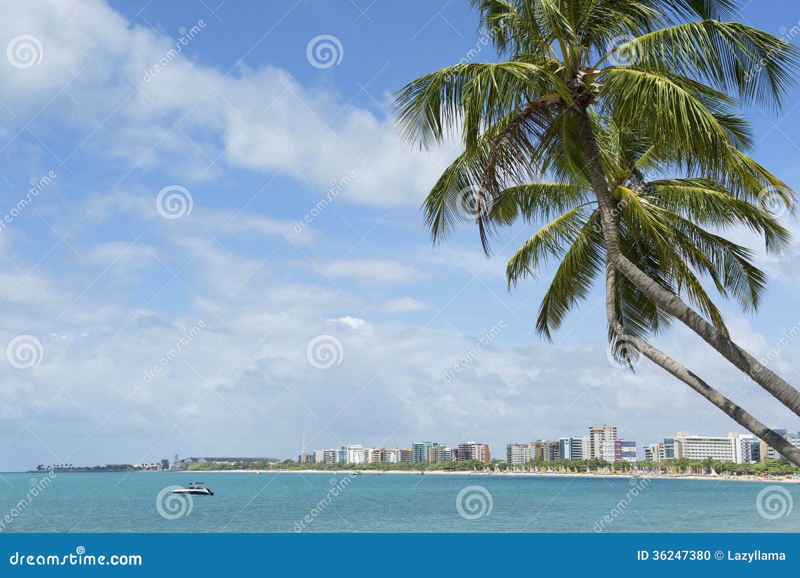 brazilian beach palm trees maceio nordeste brazil