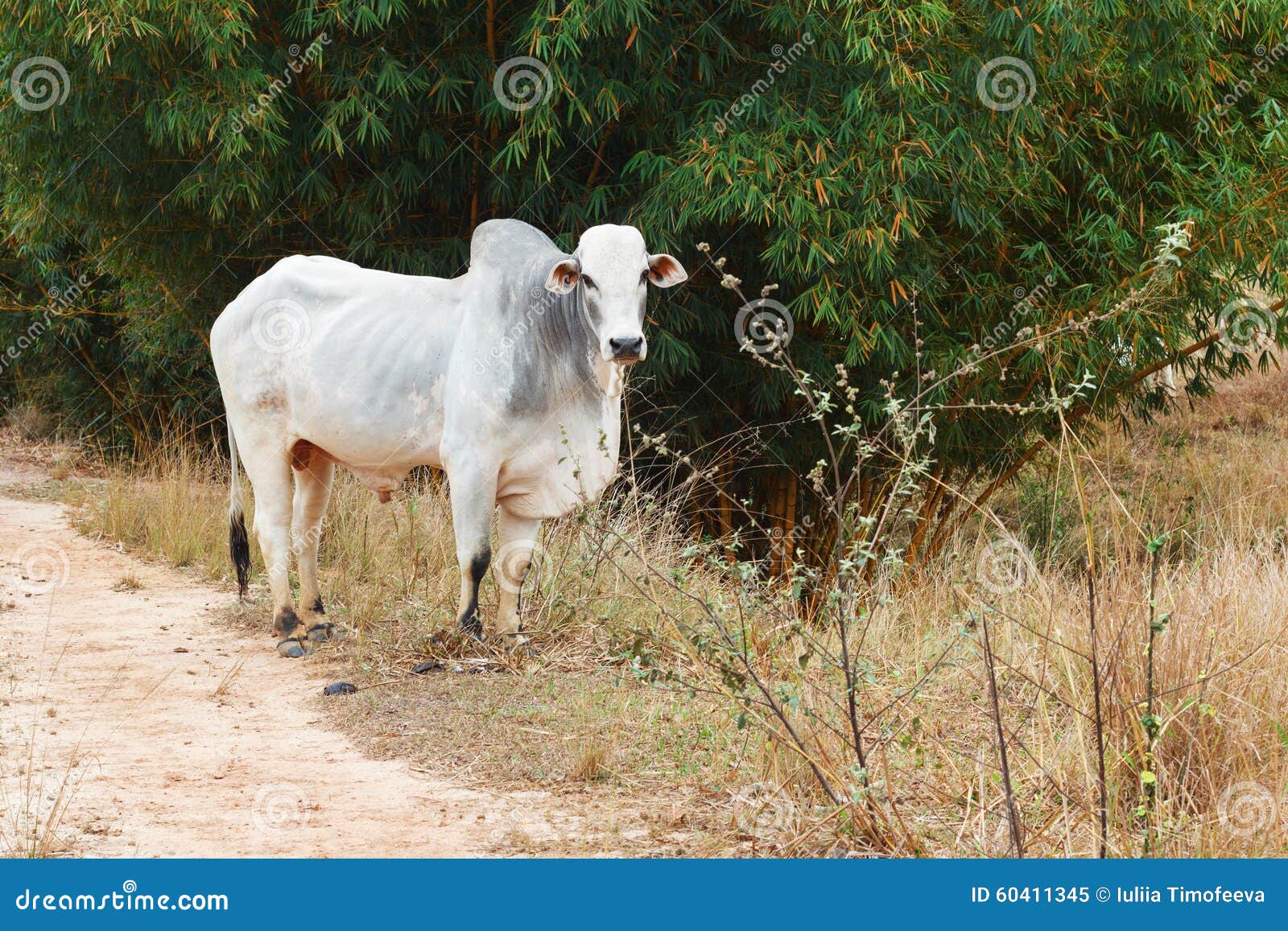 brazilian beef cattle bull - nellore, white cow