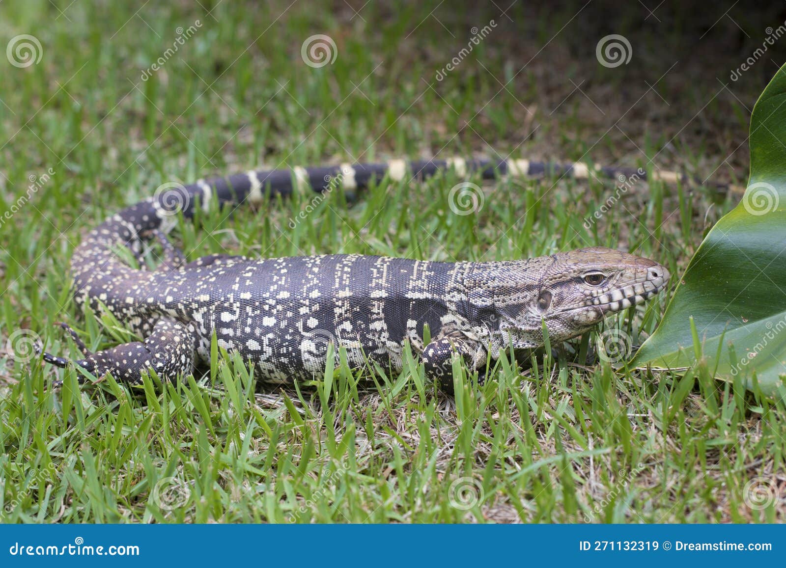 brazilian big lizard. this animal is very rare in brazilian forests