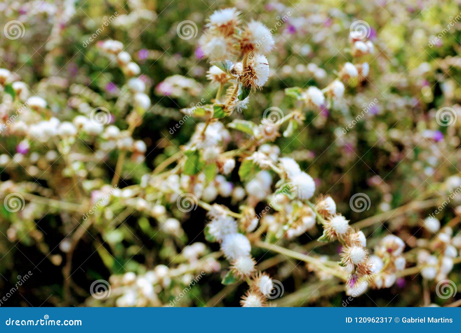 a brazilian cerrado`s flowers