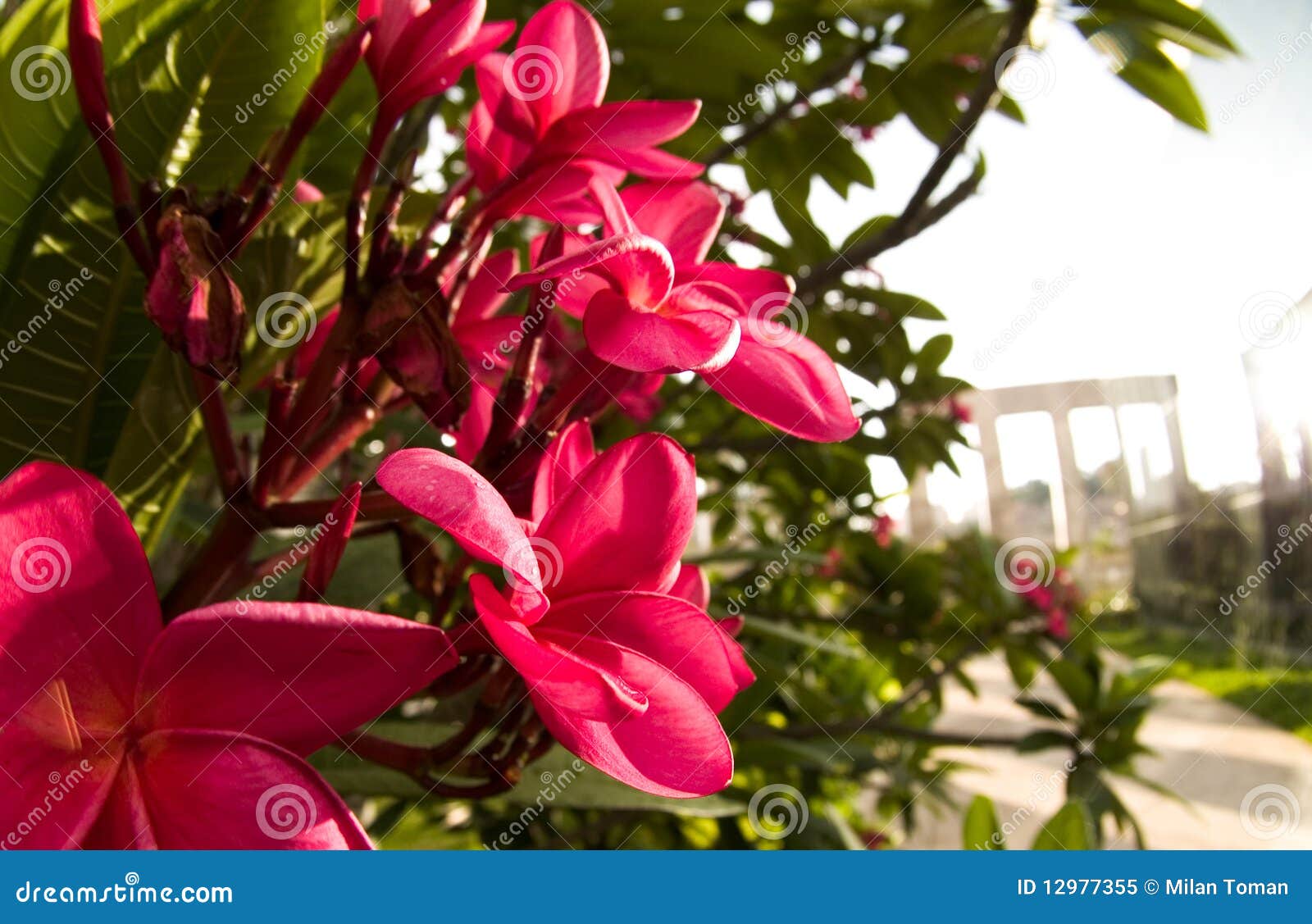 Brazilian flowers stock image. Image of brazil, flower - 12977355