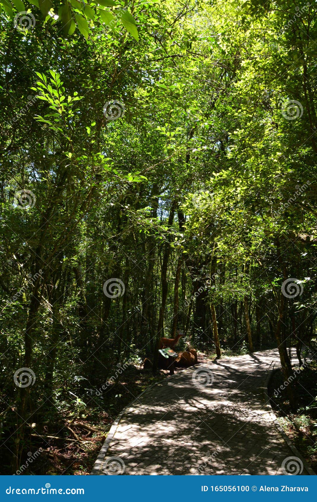 brazilian forest in the sun, serra park,  canela, brazil