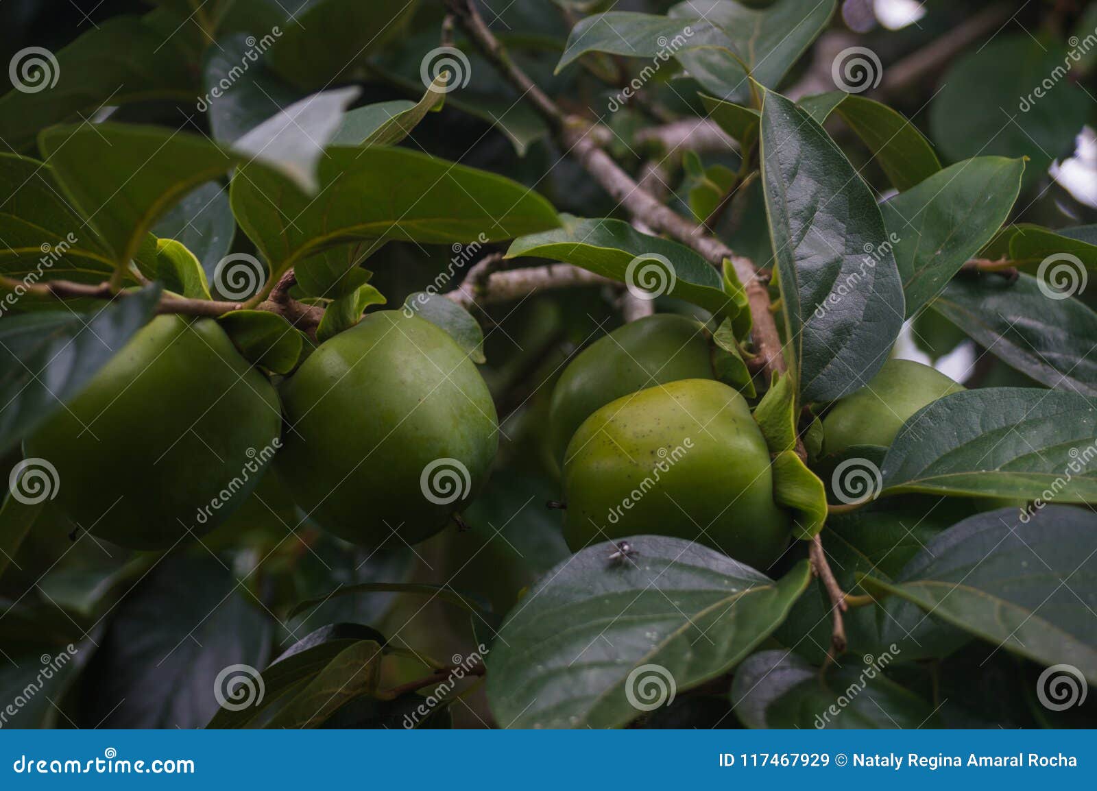 caqui tree with fruit still green