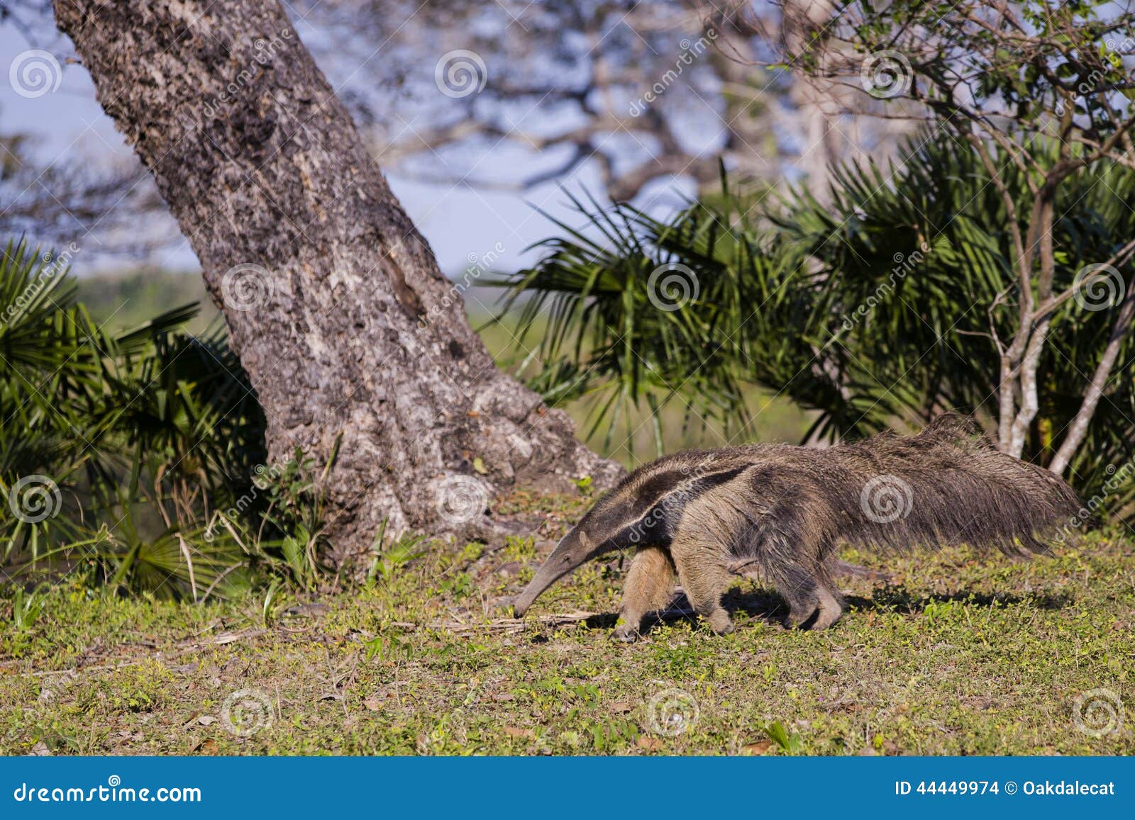 brazilian giant anteater walking in tropical setting