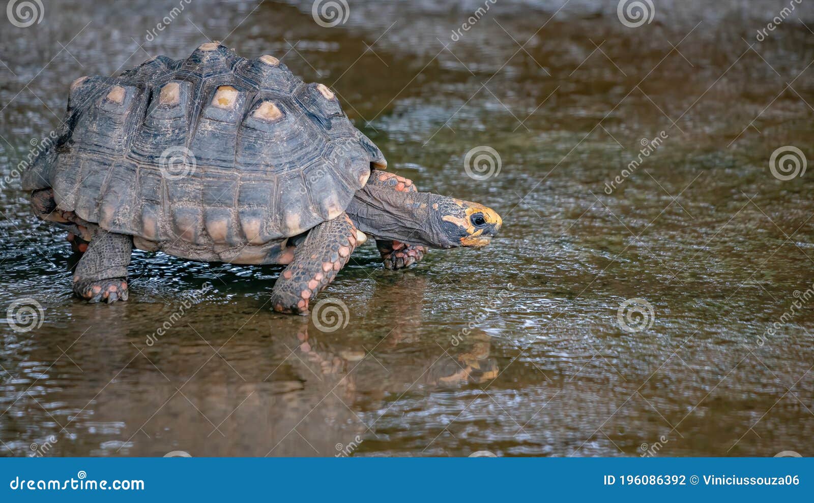 brazilian giant tortoise