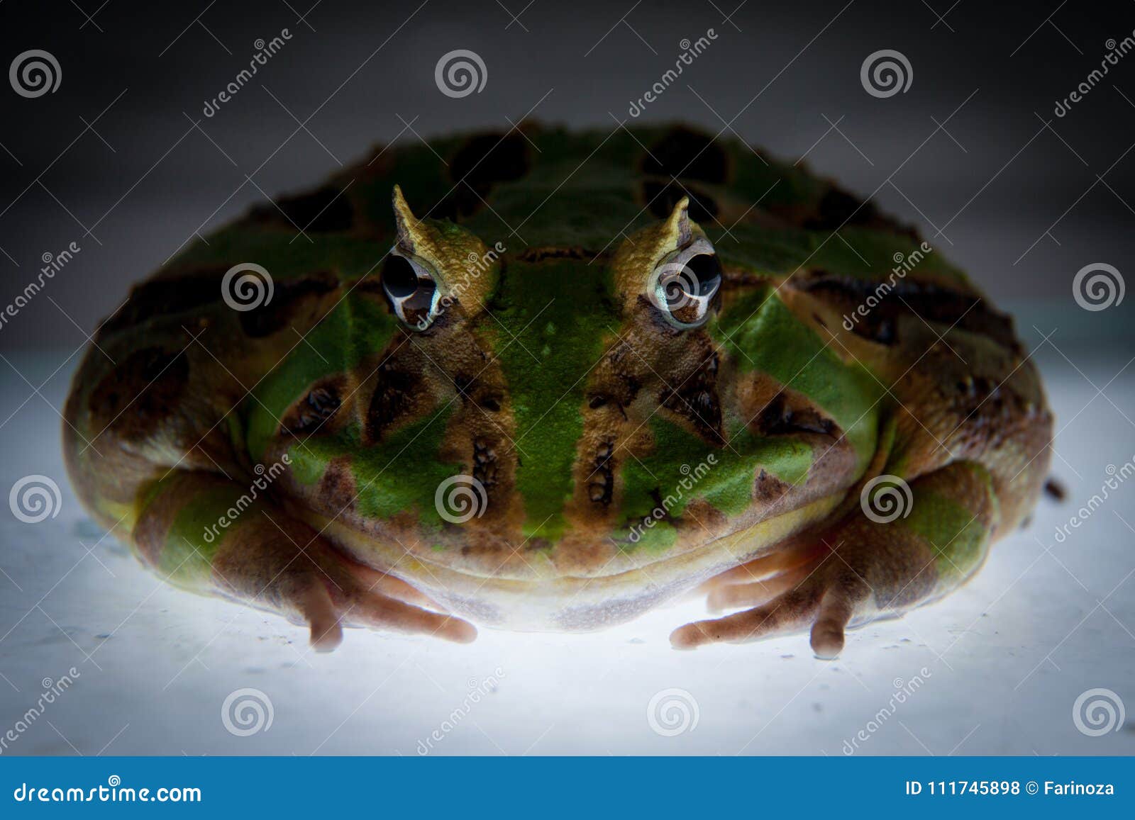 The Brazilian horned frog stock photo. Image of biology - 111745898