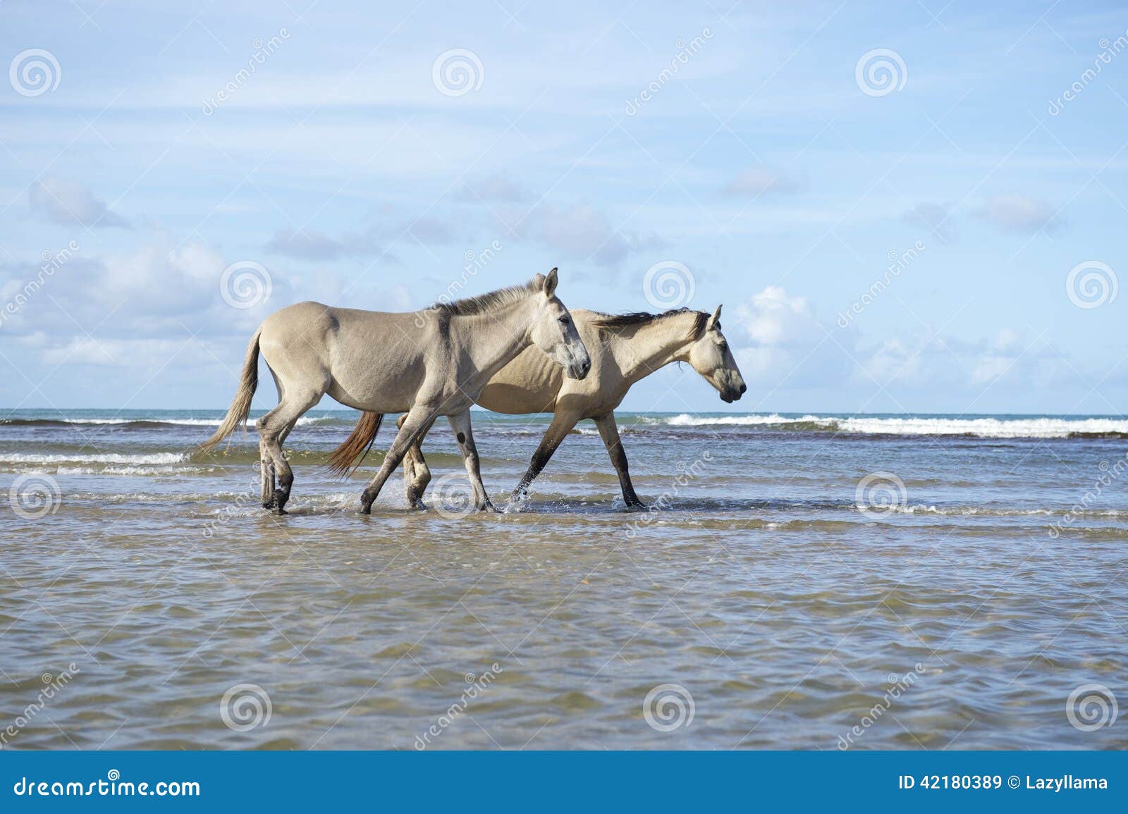 brazilian horses walking on beach in nordeste brazil