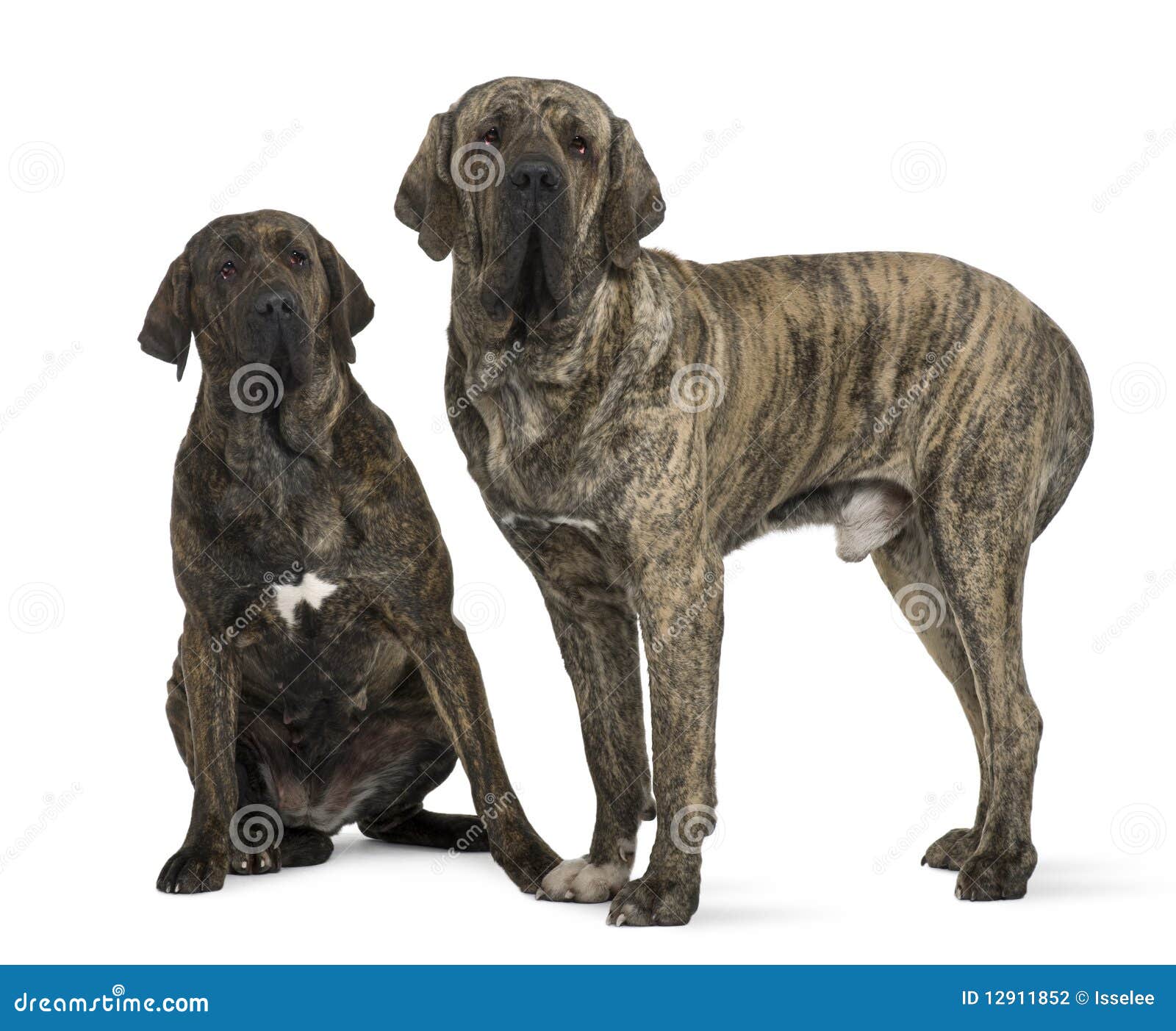 Mastiff or Fila Brasileiro Dog Stock Photo - Image of indoors, length: 12911852