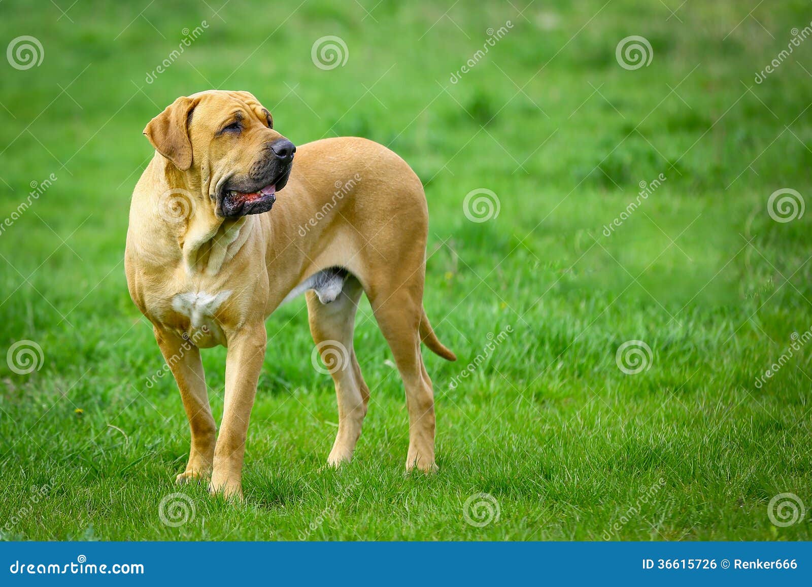 brazilian mastiff or fila brasileiro dog