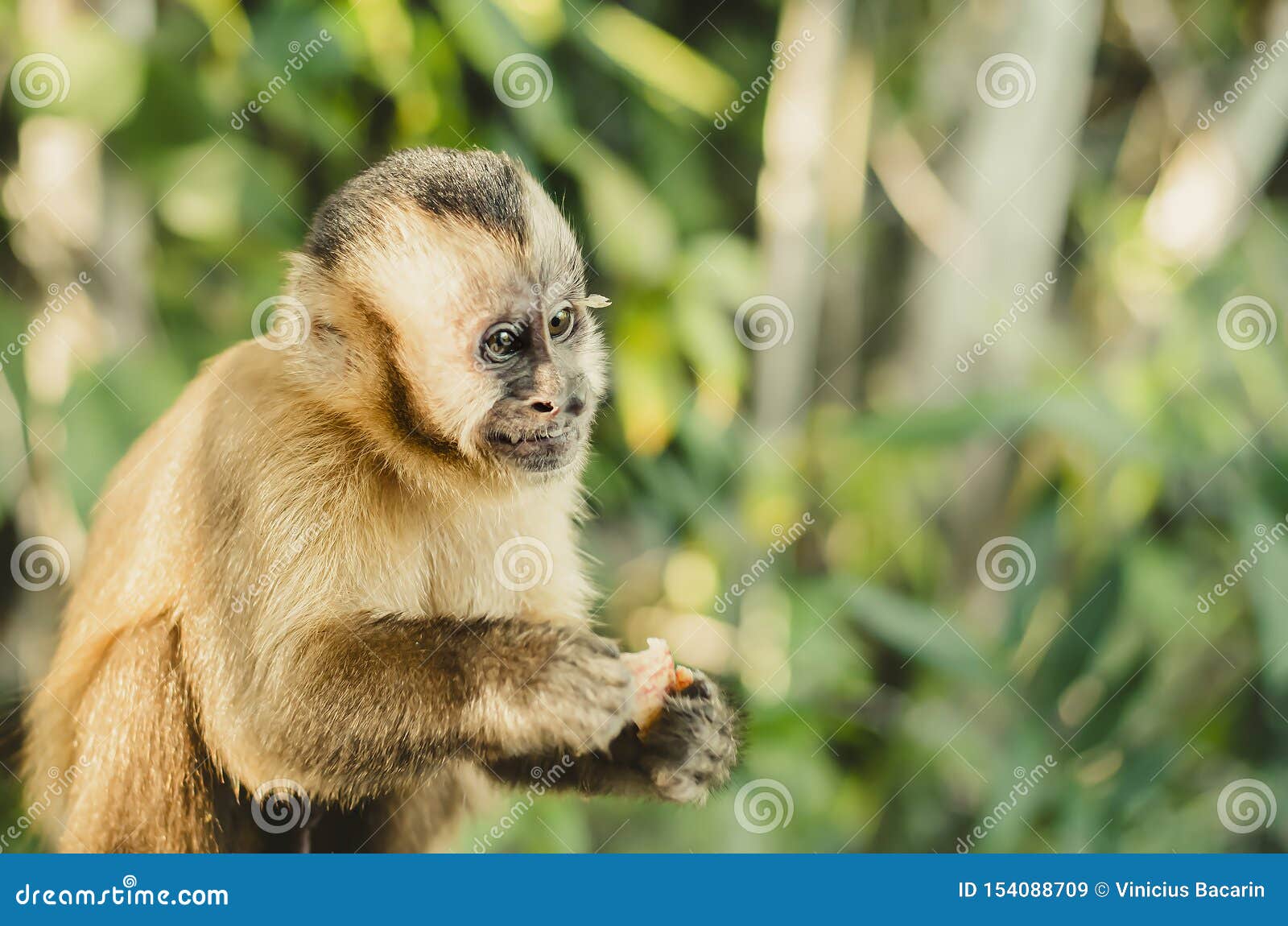 brazilian monkey, macaco prego
