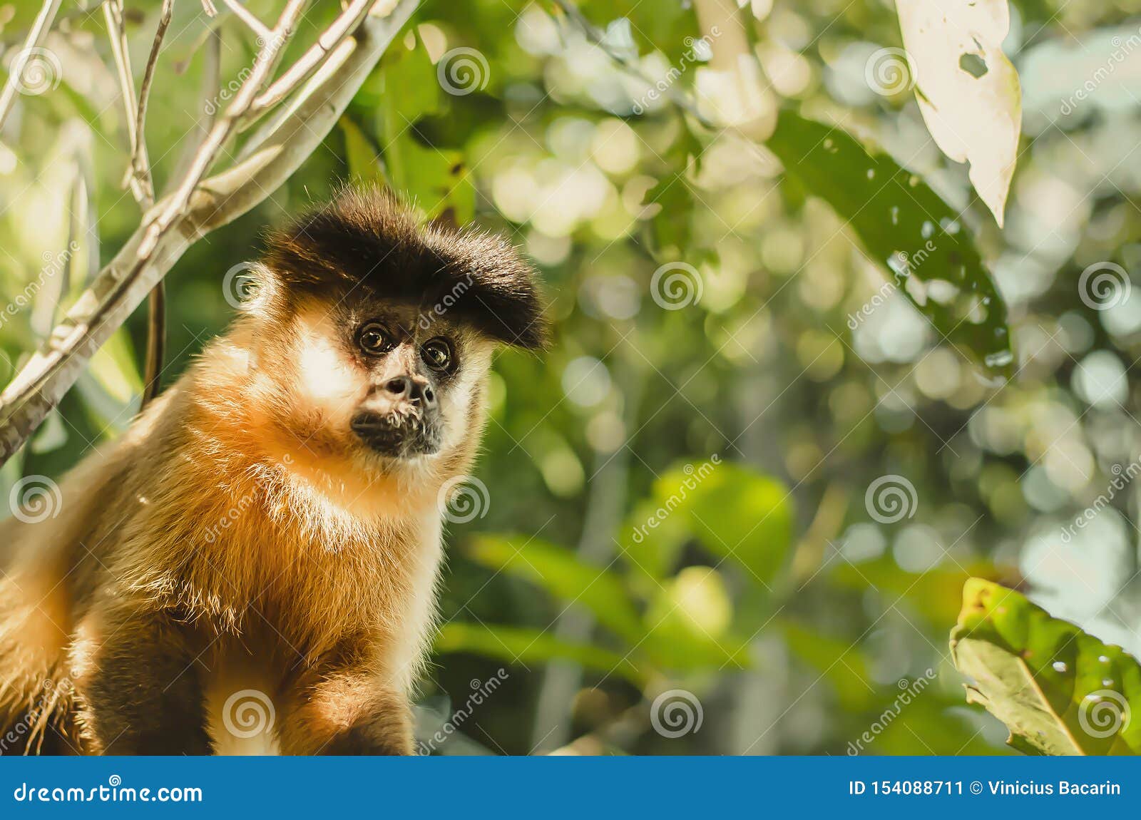 Tufted Capuchin Monkey Aka Macacoprego Into The Wild In Brazil