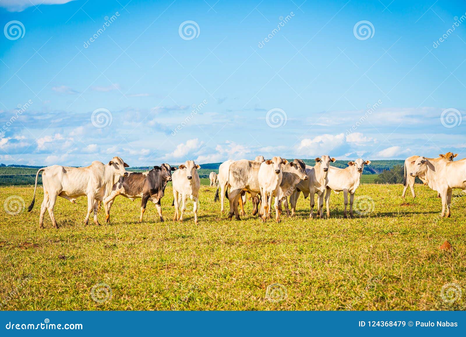 brazilian nelore catle on pasture in brazil`s countryside.