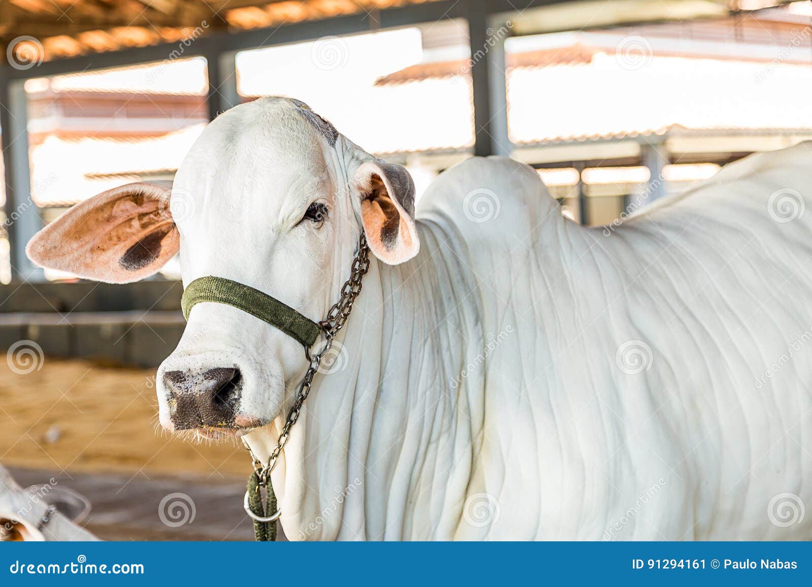brazilian nelore elite cattle in a exposition park