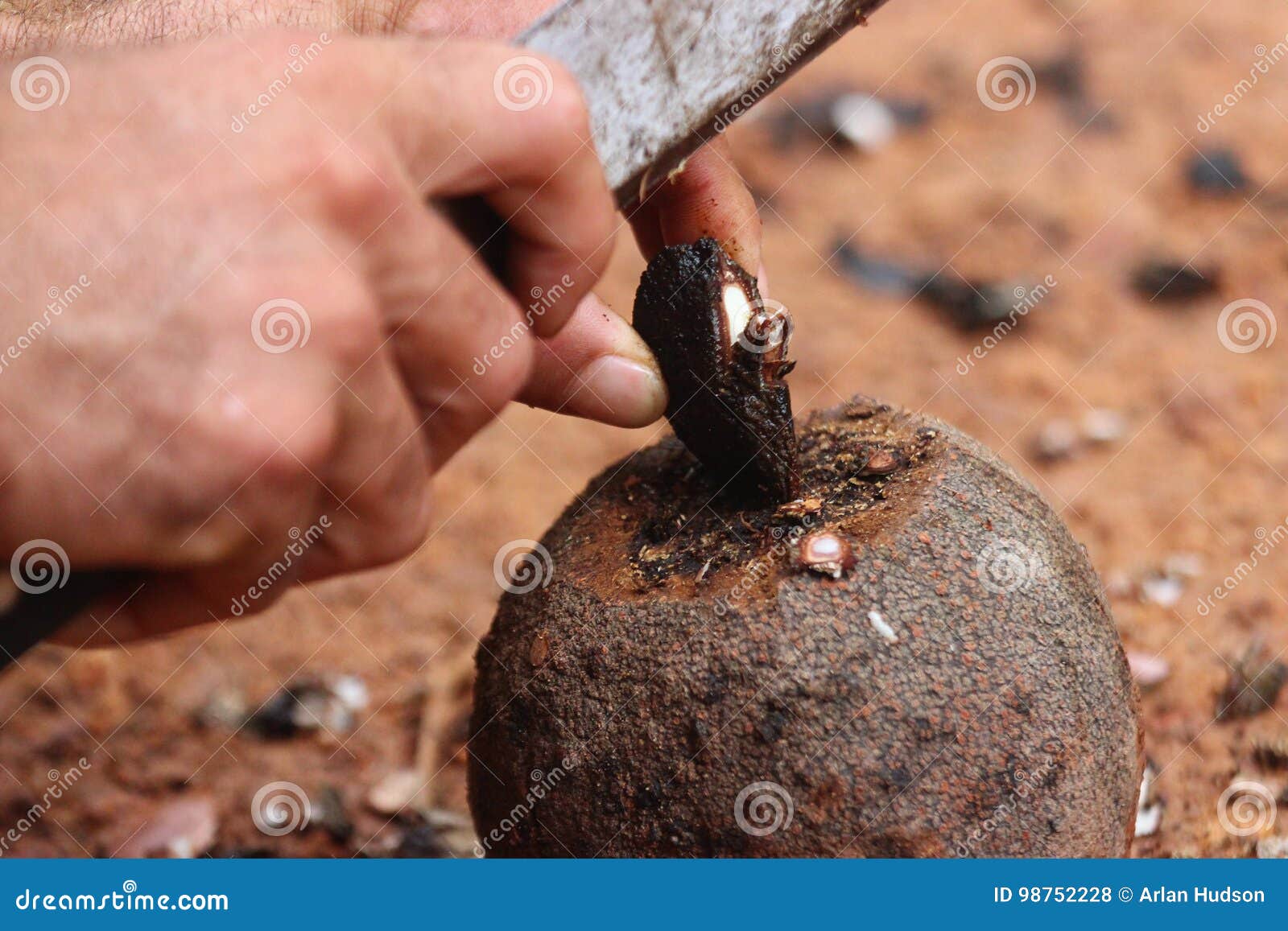 Brazilian Nuts stock photo. Image of amazonians, brasil 98752228