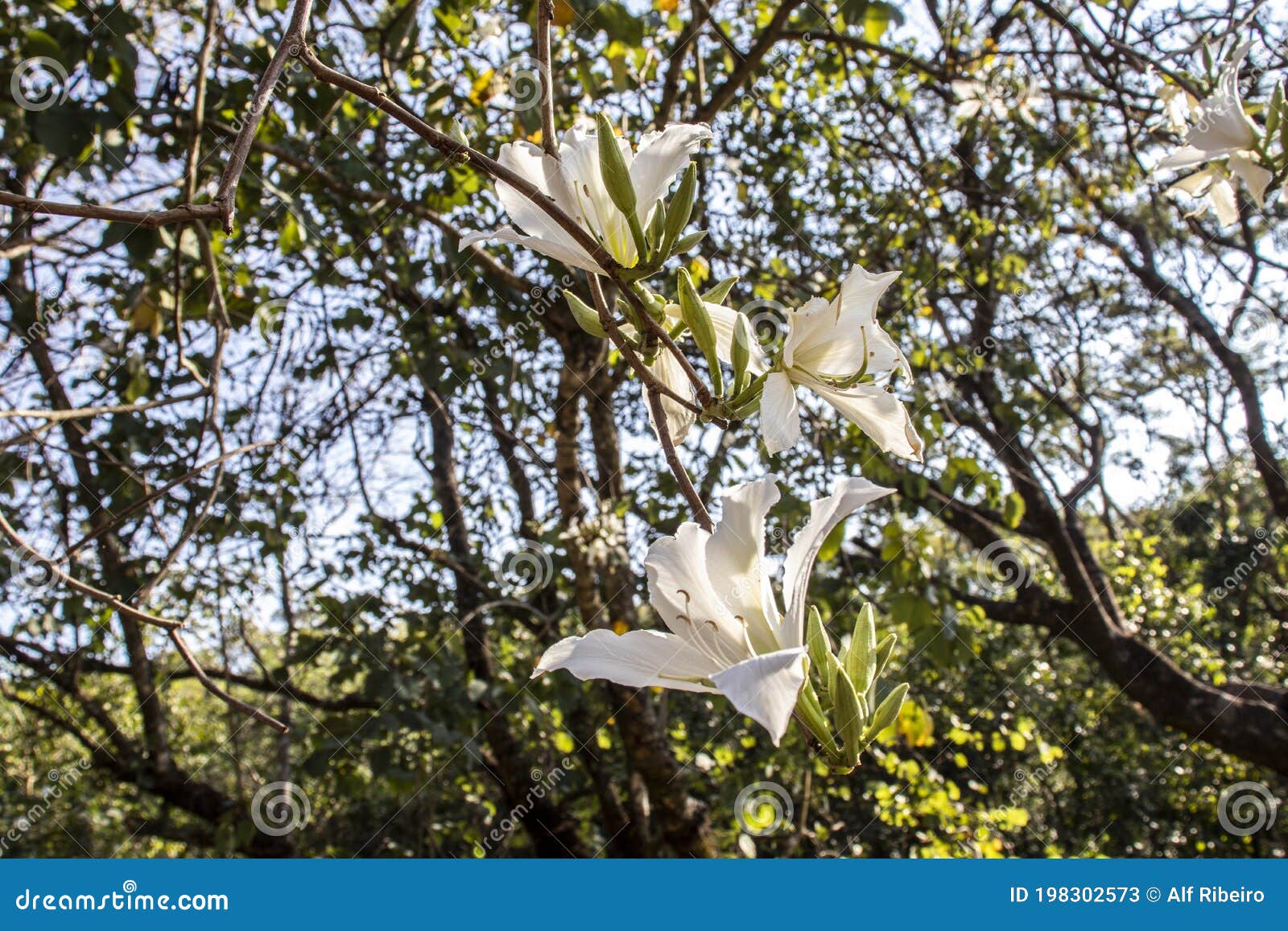 brazilian orchid tree or pata-de-vaca, bauhinia forficata, tree of the fabaceae family greatly appreciated