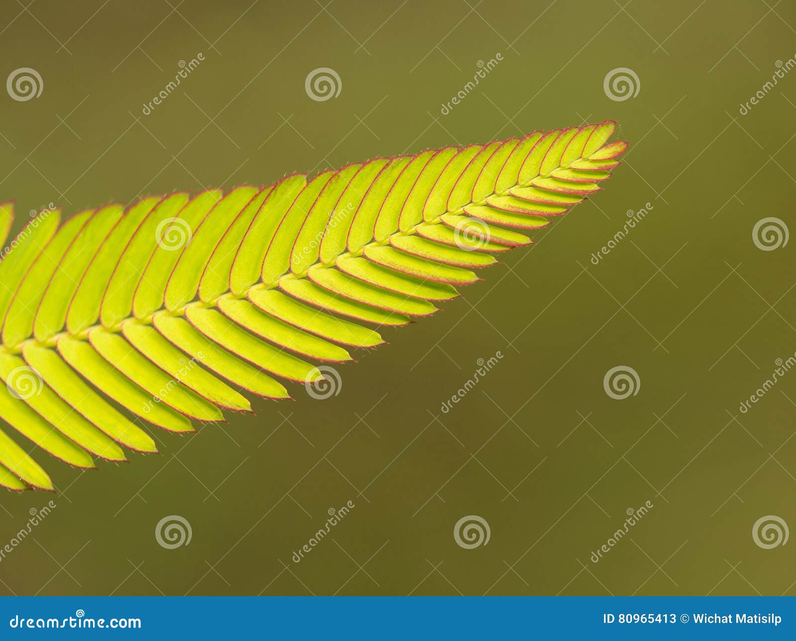 Brazilian Peppertree Leaf stock image. Image of flower 80965413